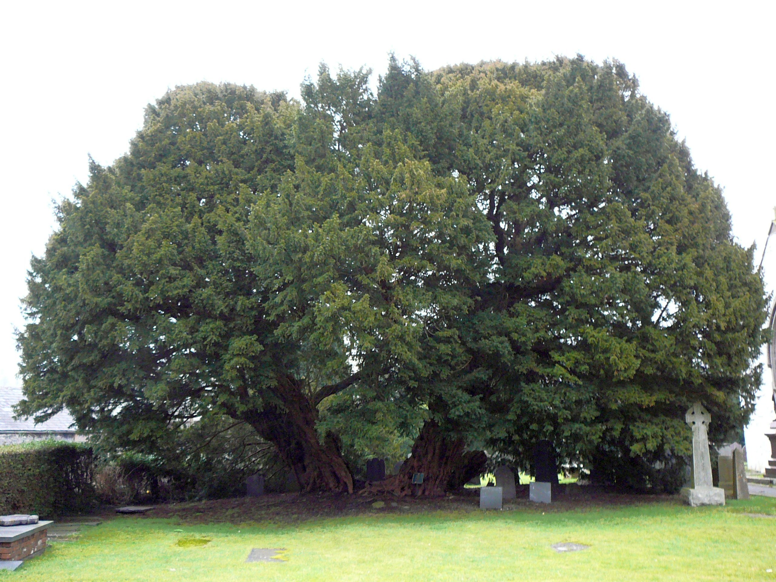 Llangernyw Yew – Yew Tree, Wales