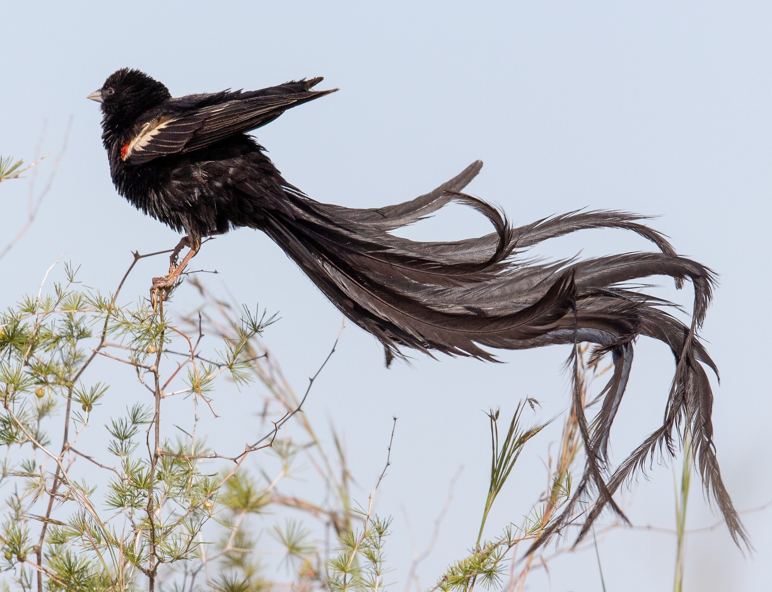 Long-Tailed Widowbird