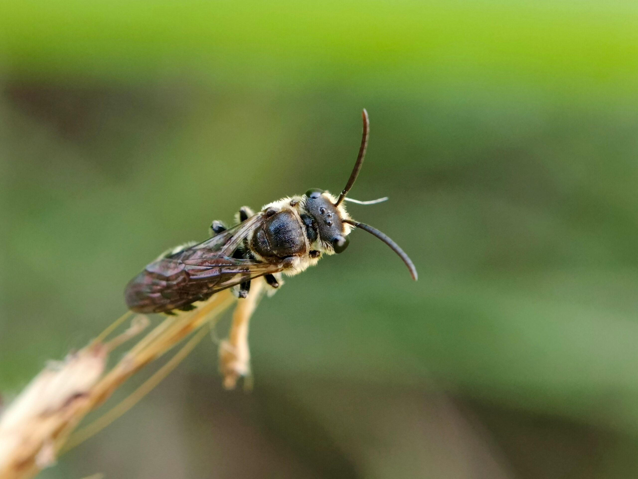 Long-horned Bee (Melissodes spp.)