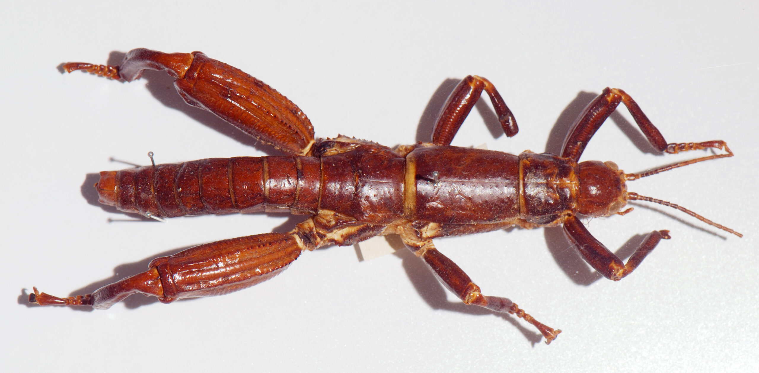 Lord Howe Island Phasmid