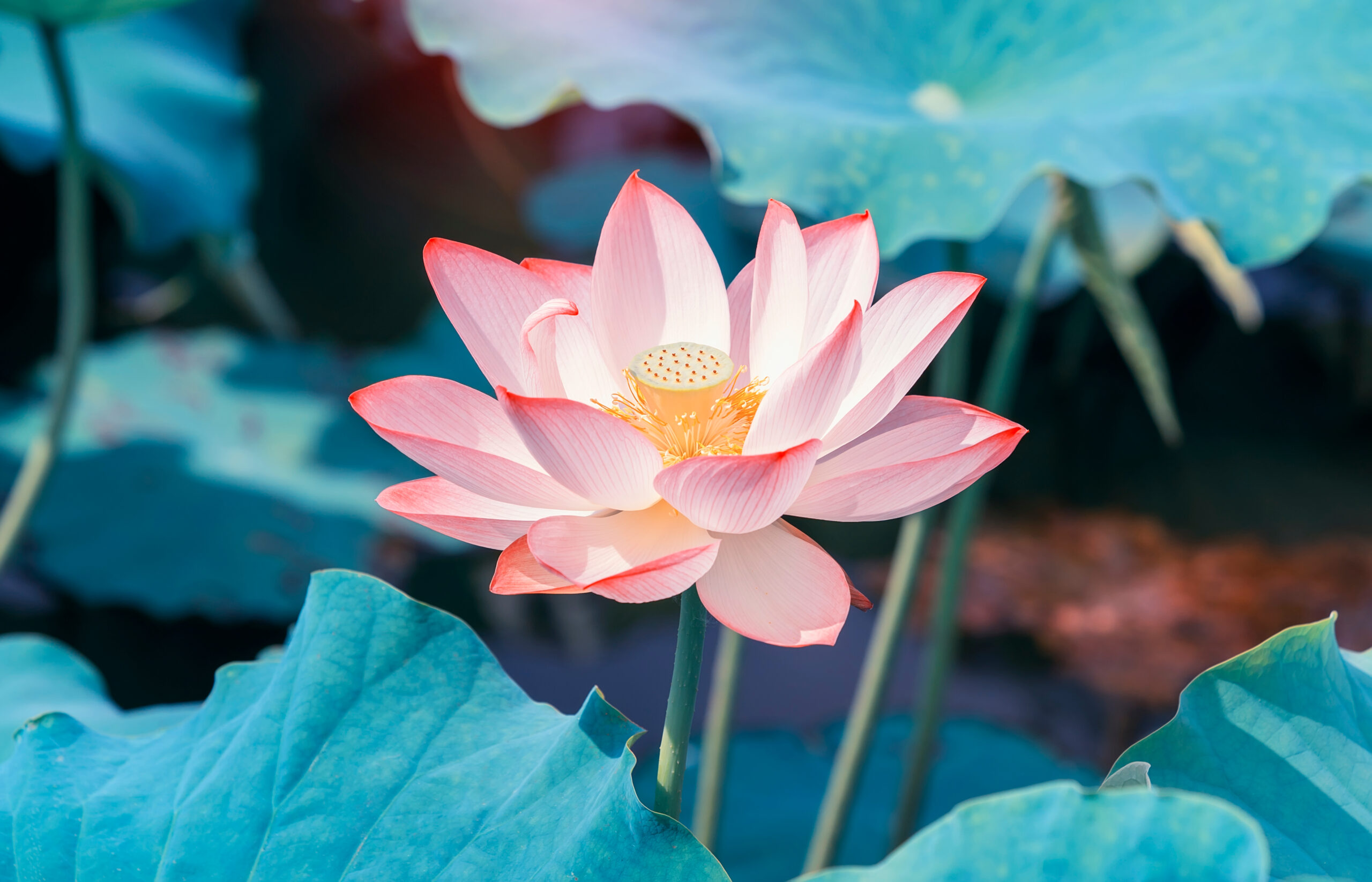 Lotus (Nelumbo nucifera)