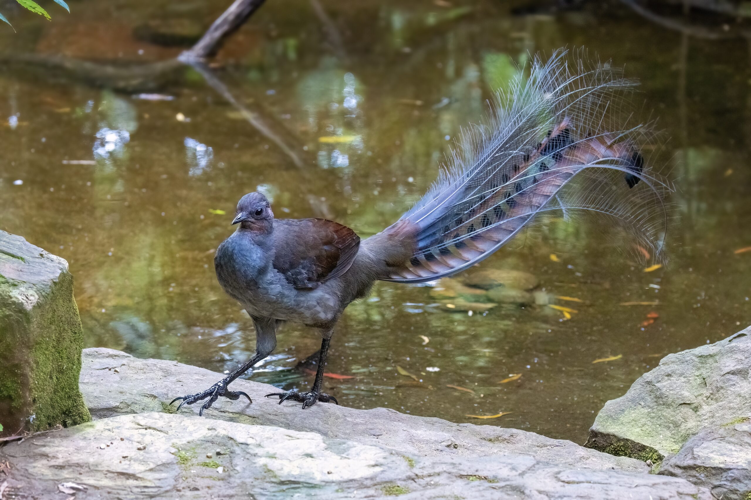 Lyrebird