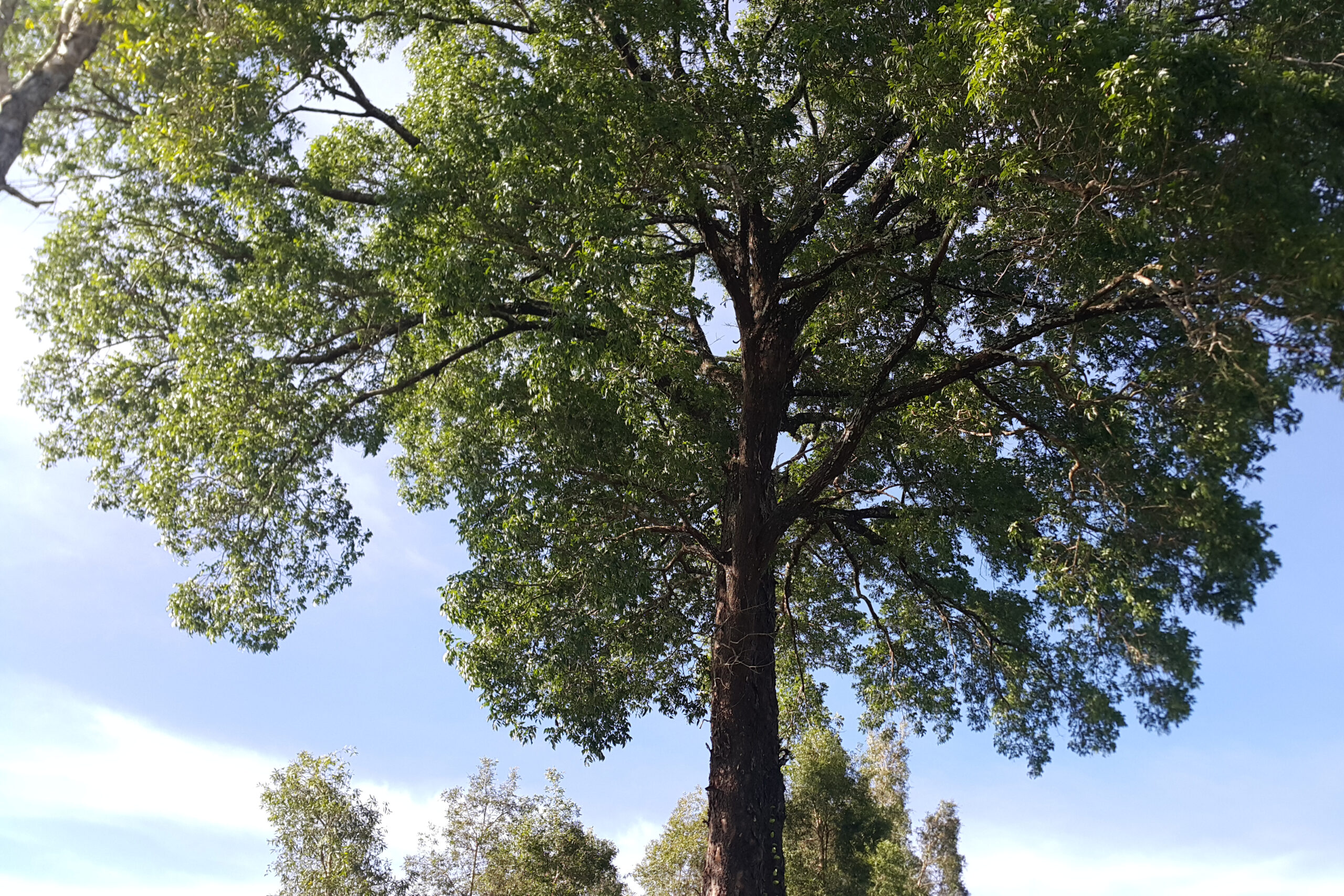 Mahogany (Swietenia macrophylla)