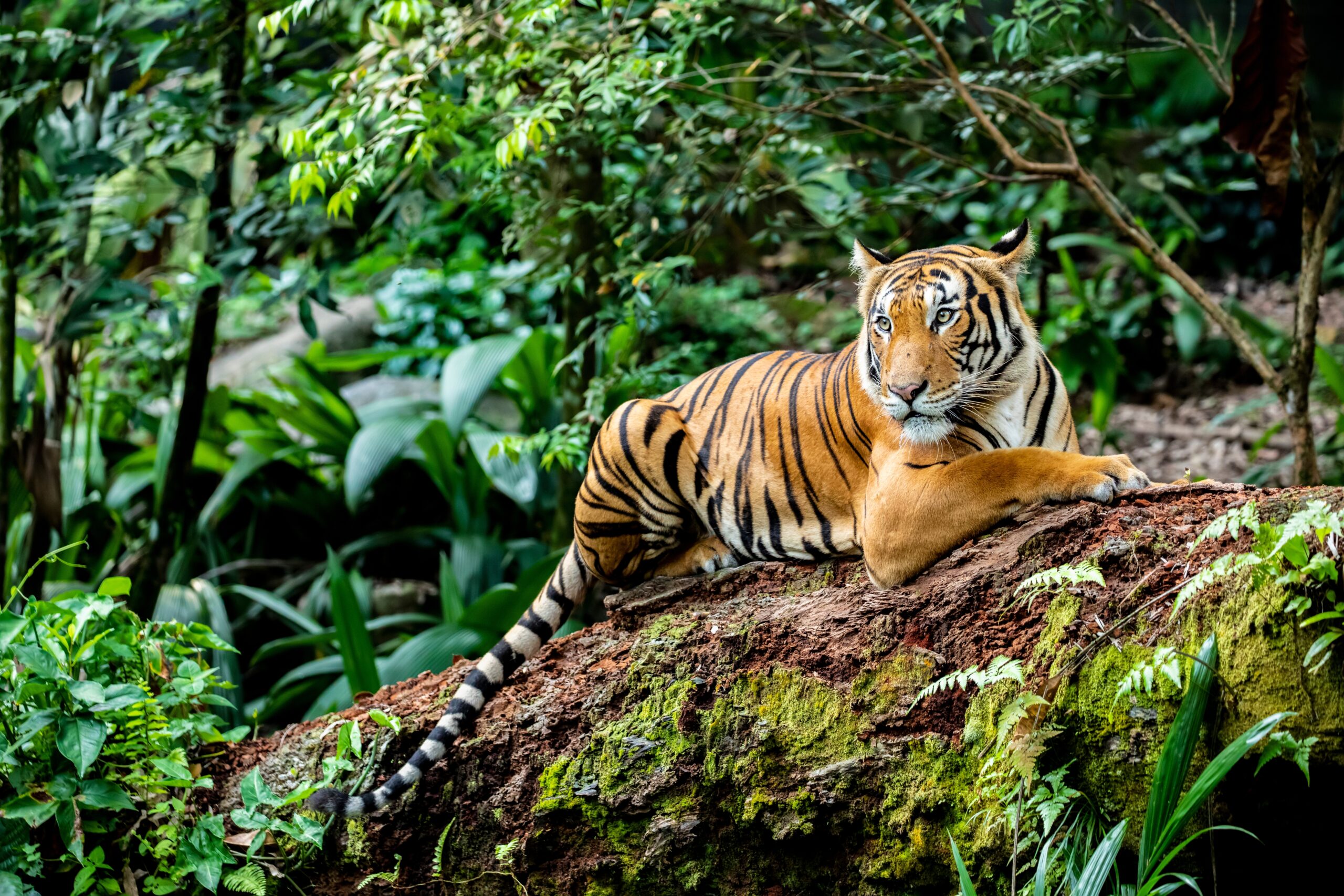 Malayan Tiger