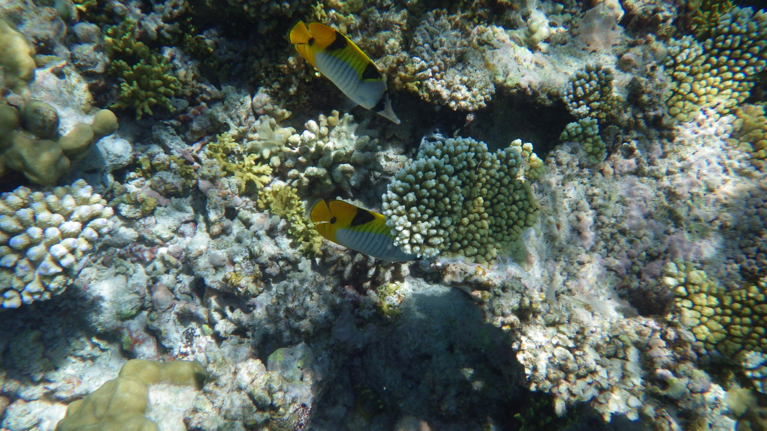 Maldives Coral Reefs, Indian Ocean