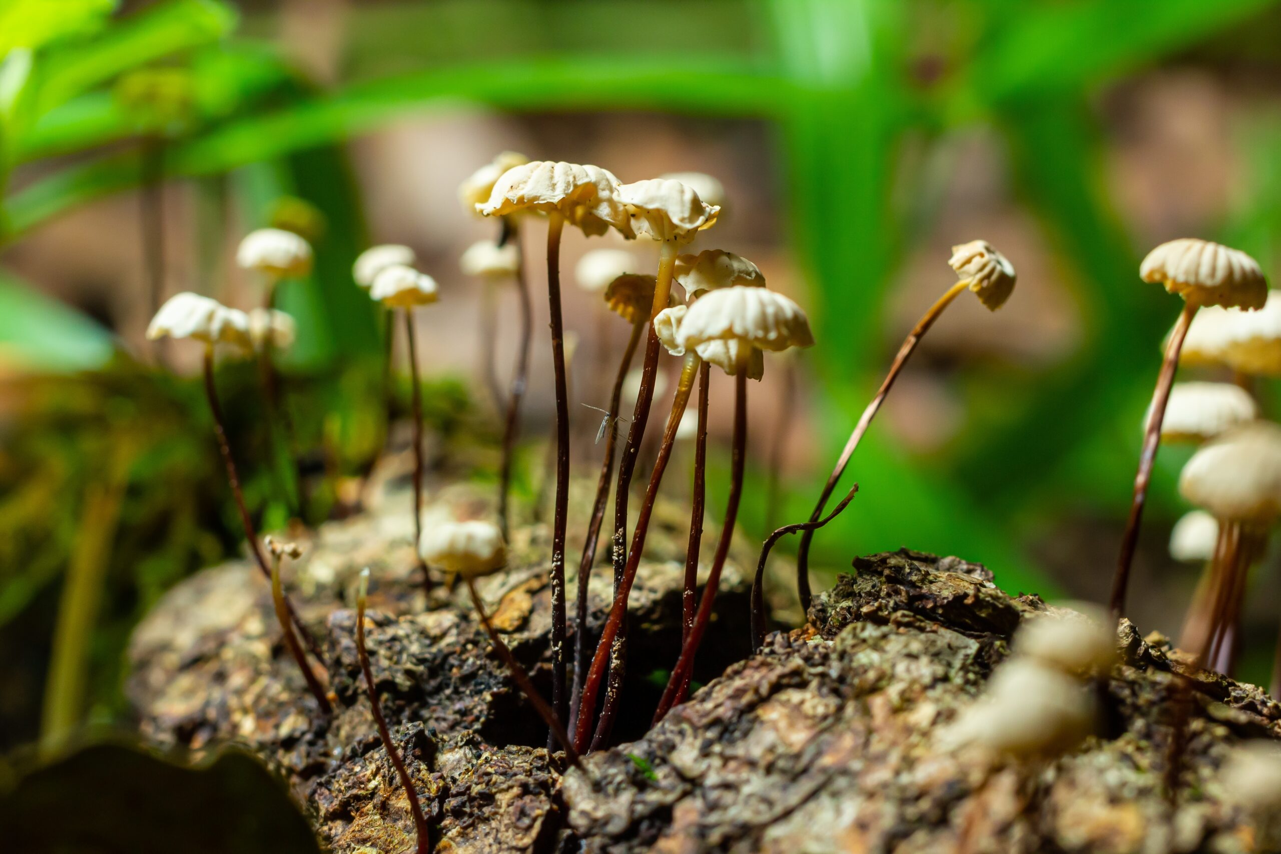 Collared Parachute (Marasmius rotula)