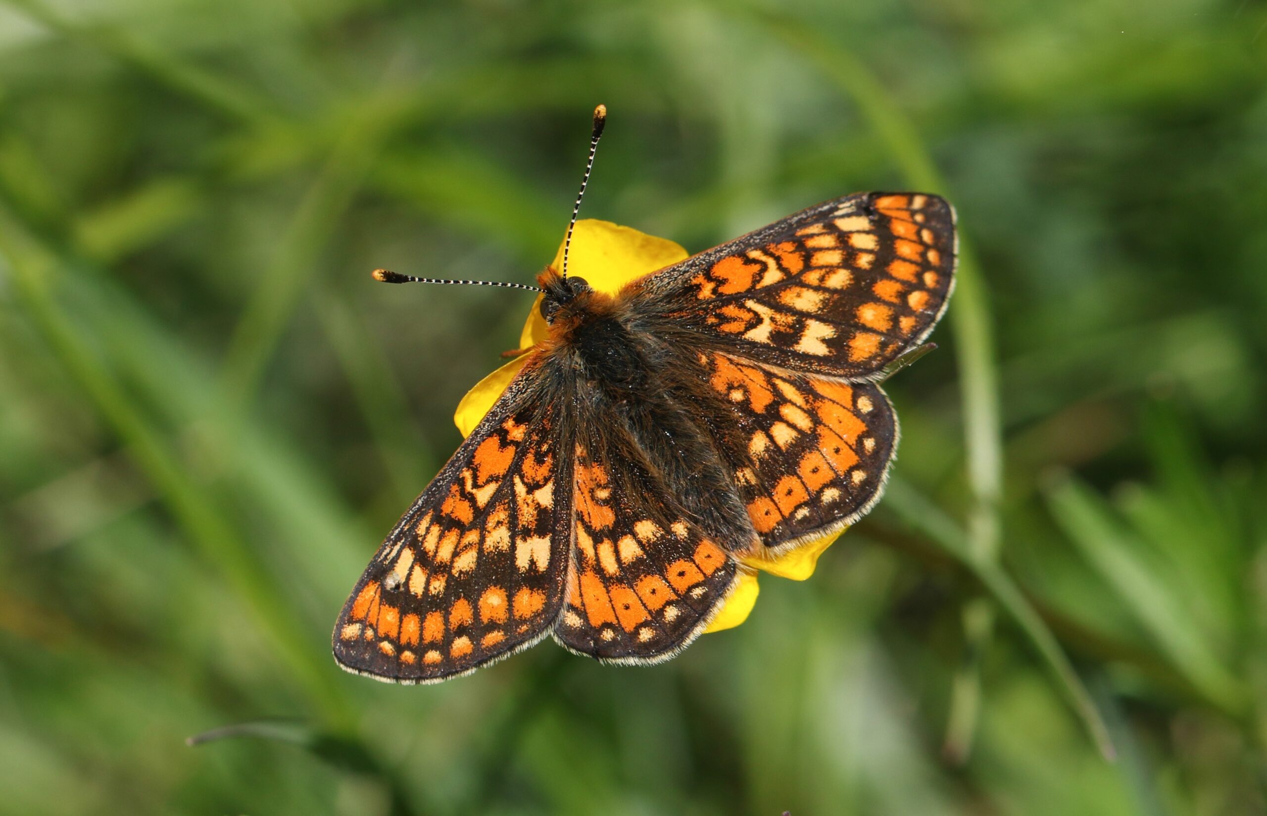 Marsh Fritillary Butterfly