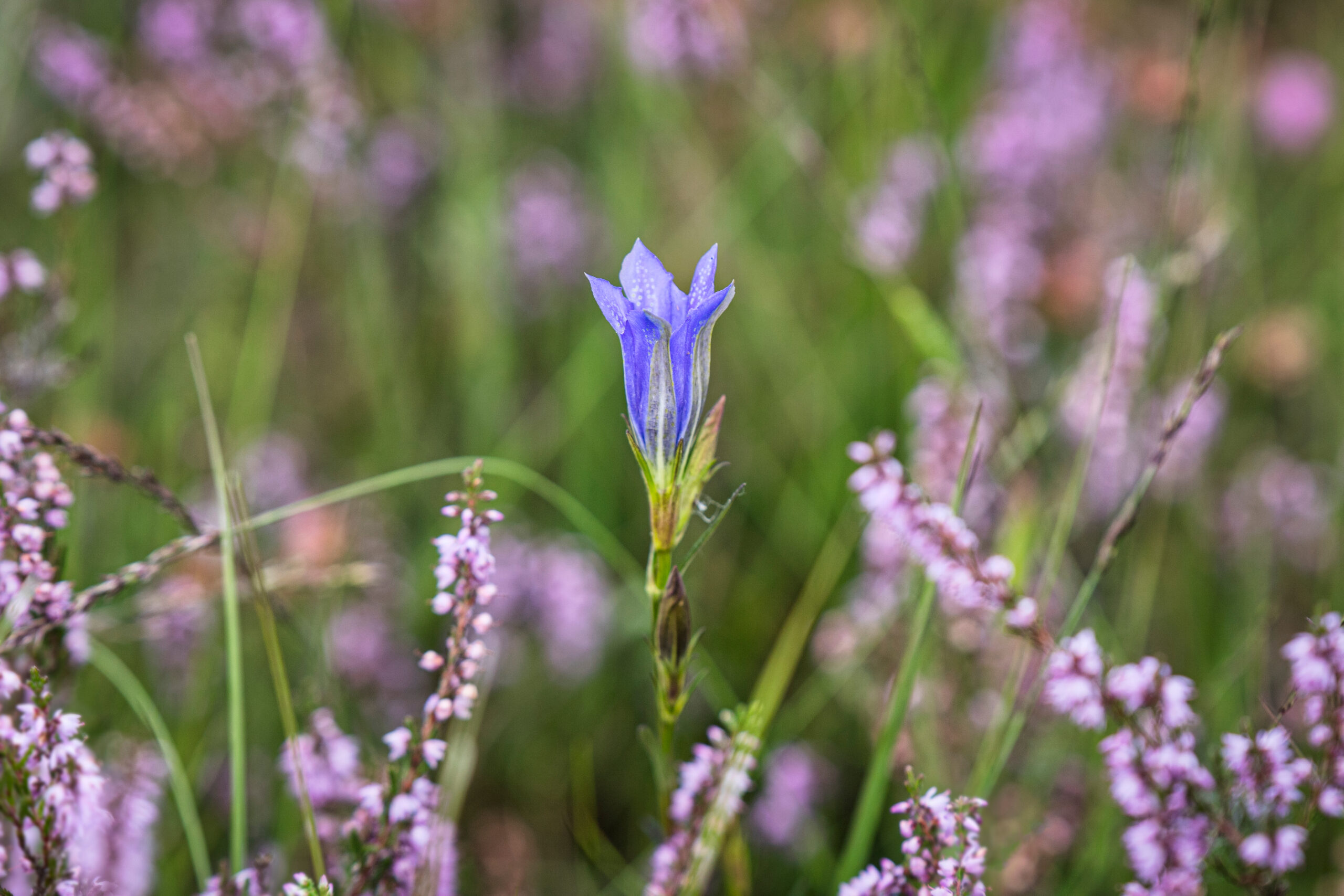 Marsh Gentian