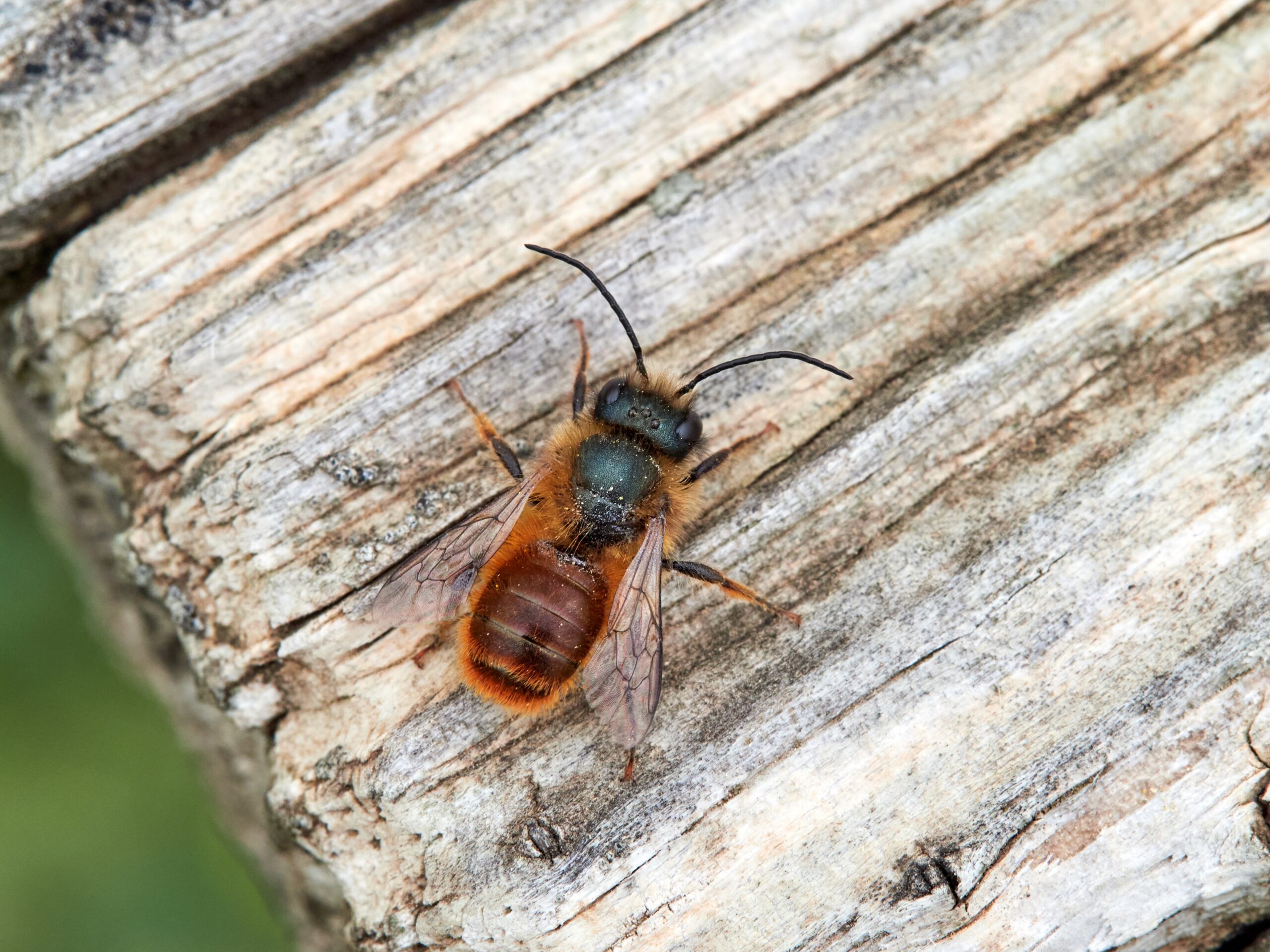 Mason Bees