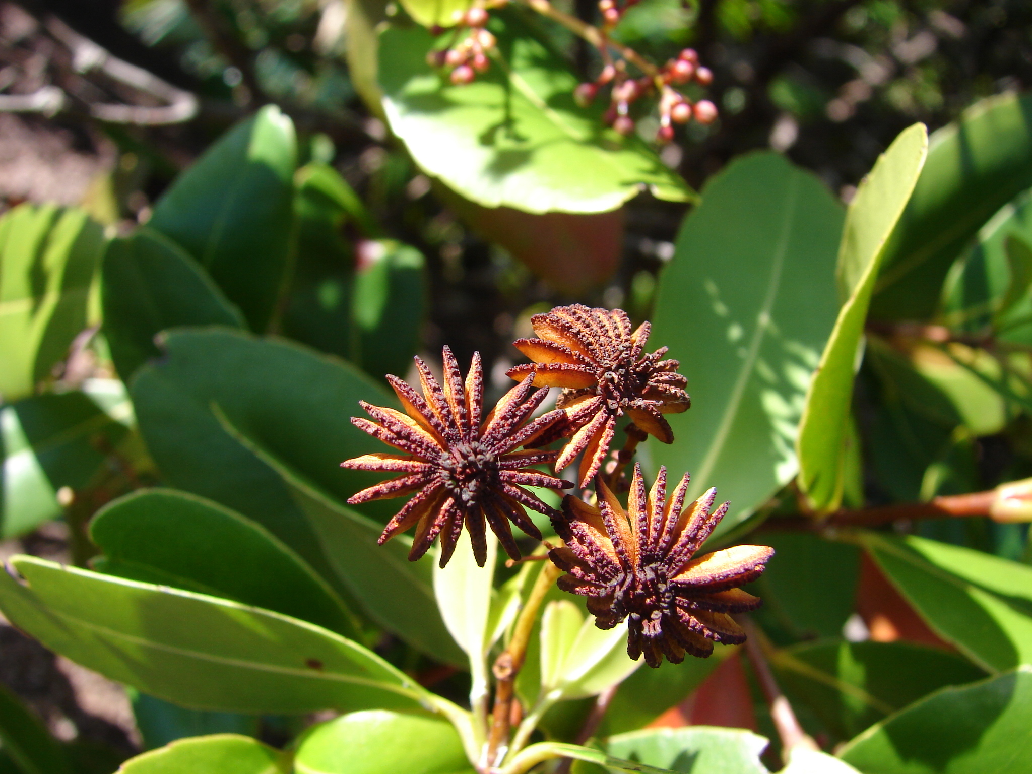 Medusagyne (Medusagyne oppositifolia)