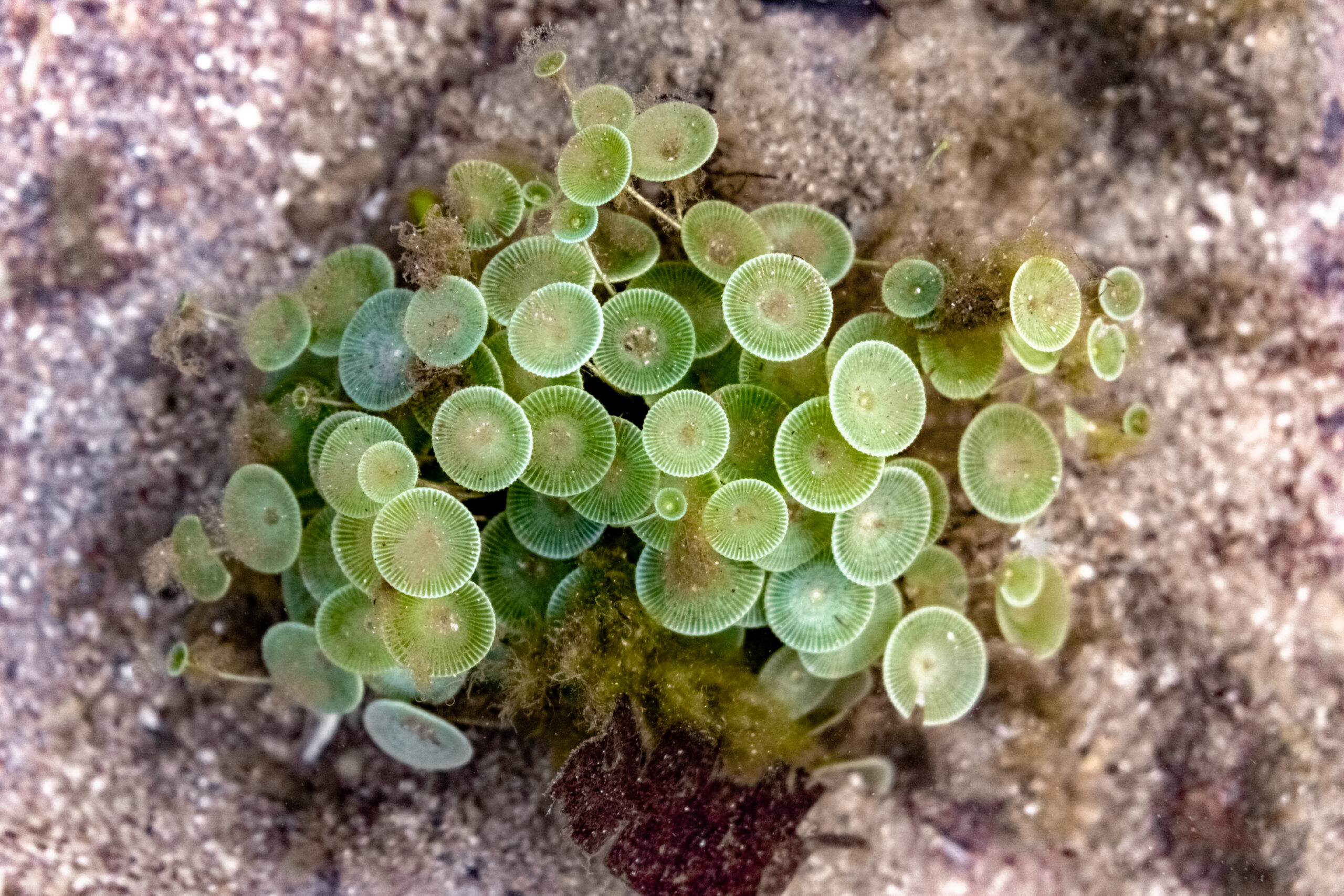 Mermaid’s Cup (Acetabularia crenulata)