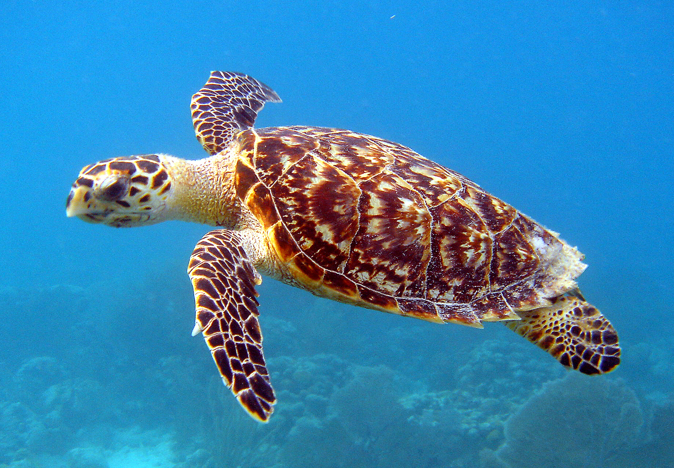 Mesoamerican Reef, Caribbean