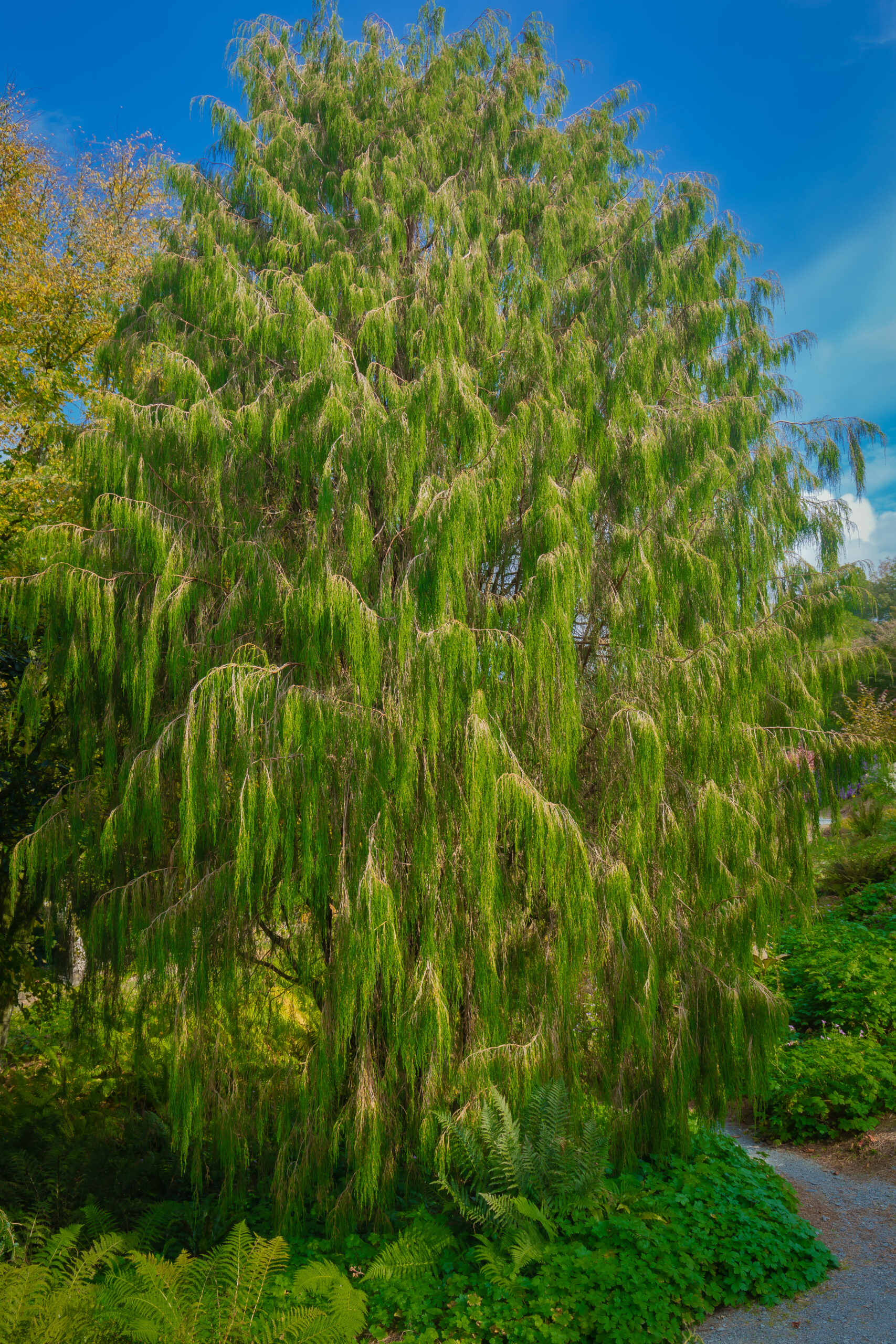 Mexican Weeping Pine (Pinus patula)