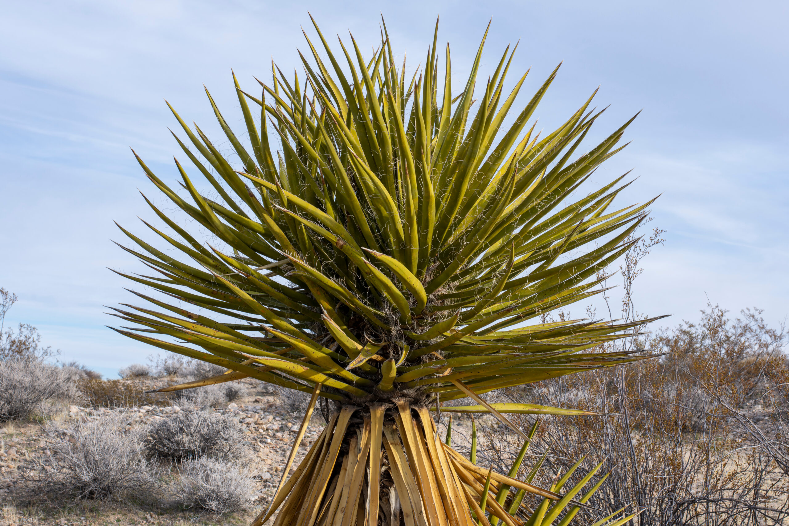 Mojave Yucca