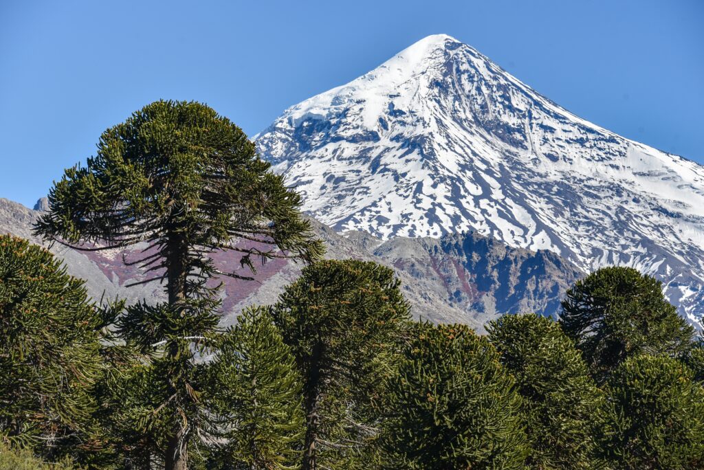 Monkey Puzzle Tree (Araucaria araucana)