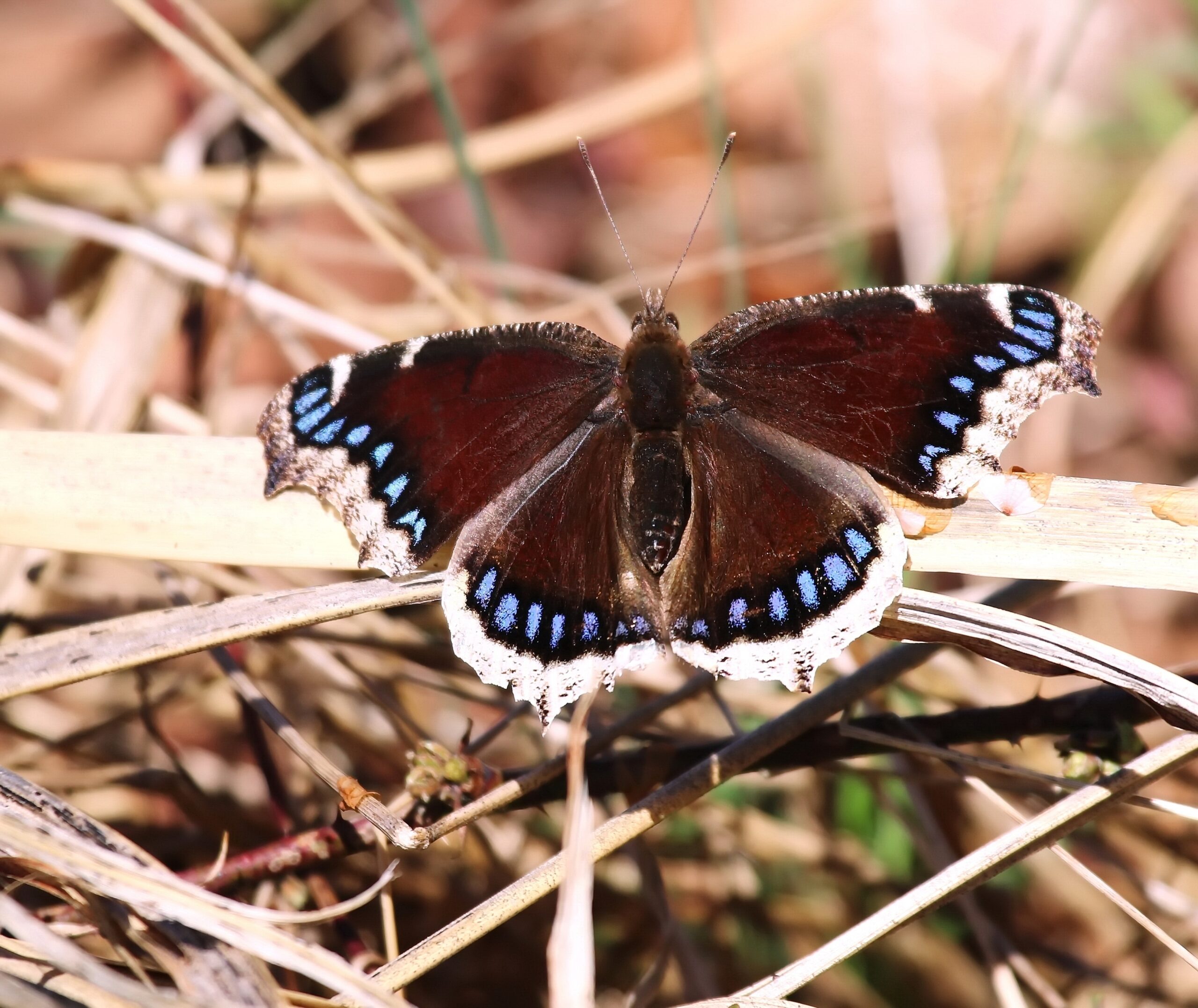 Mourning Cloak Butterfly (Nymphalis antiopa)