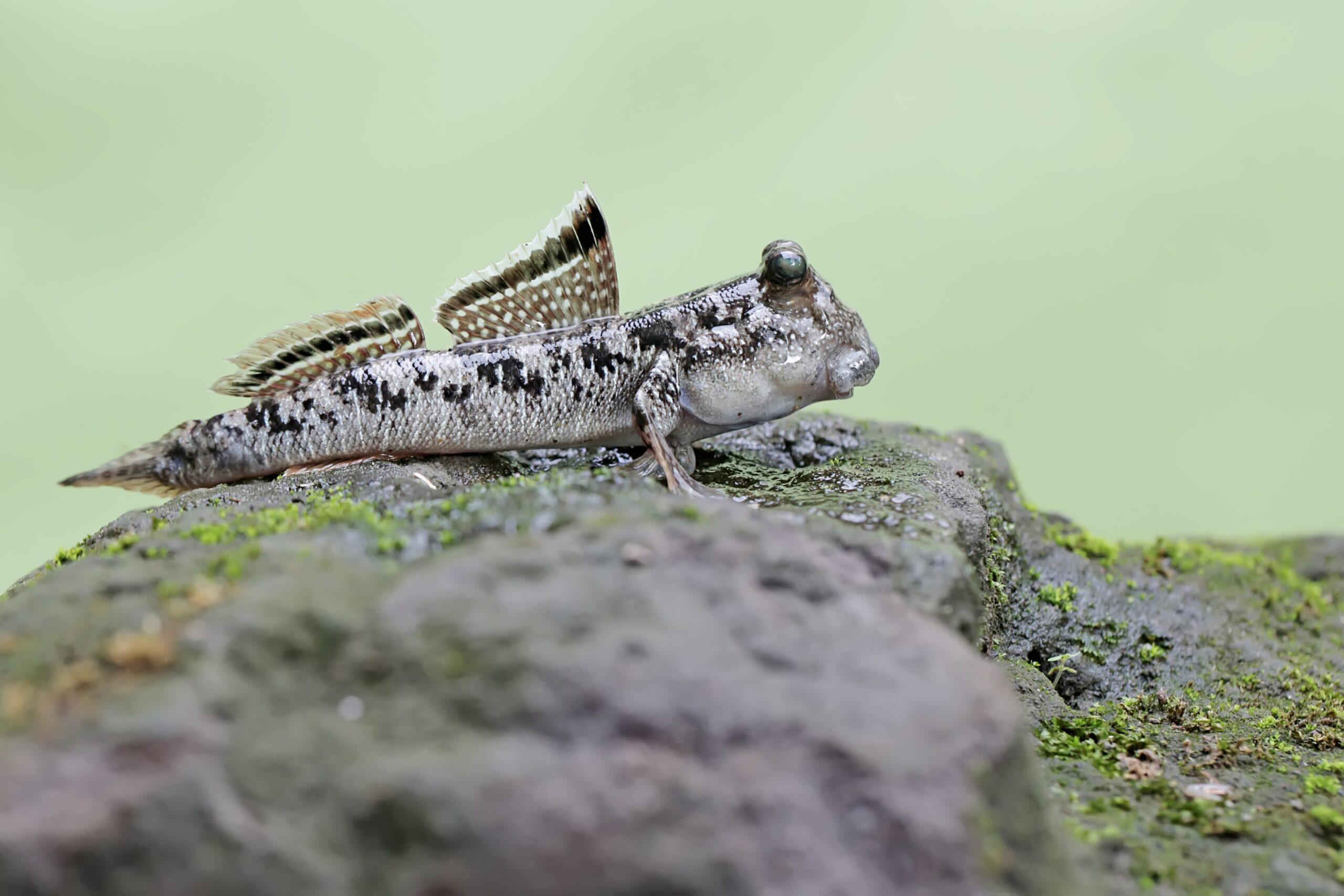 Mudskipper