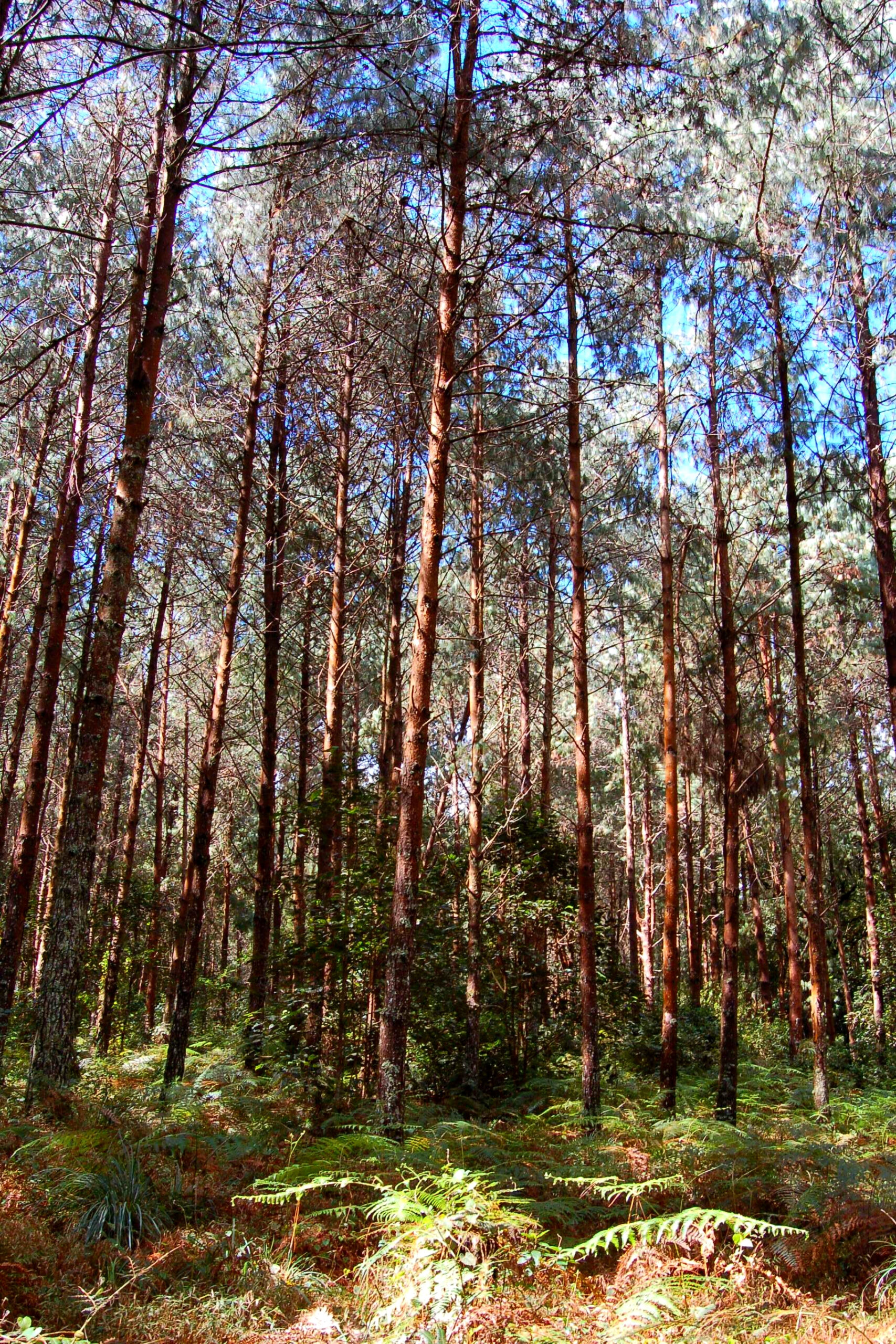 Mulanje Cedar (Widdringtonia whytei)