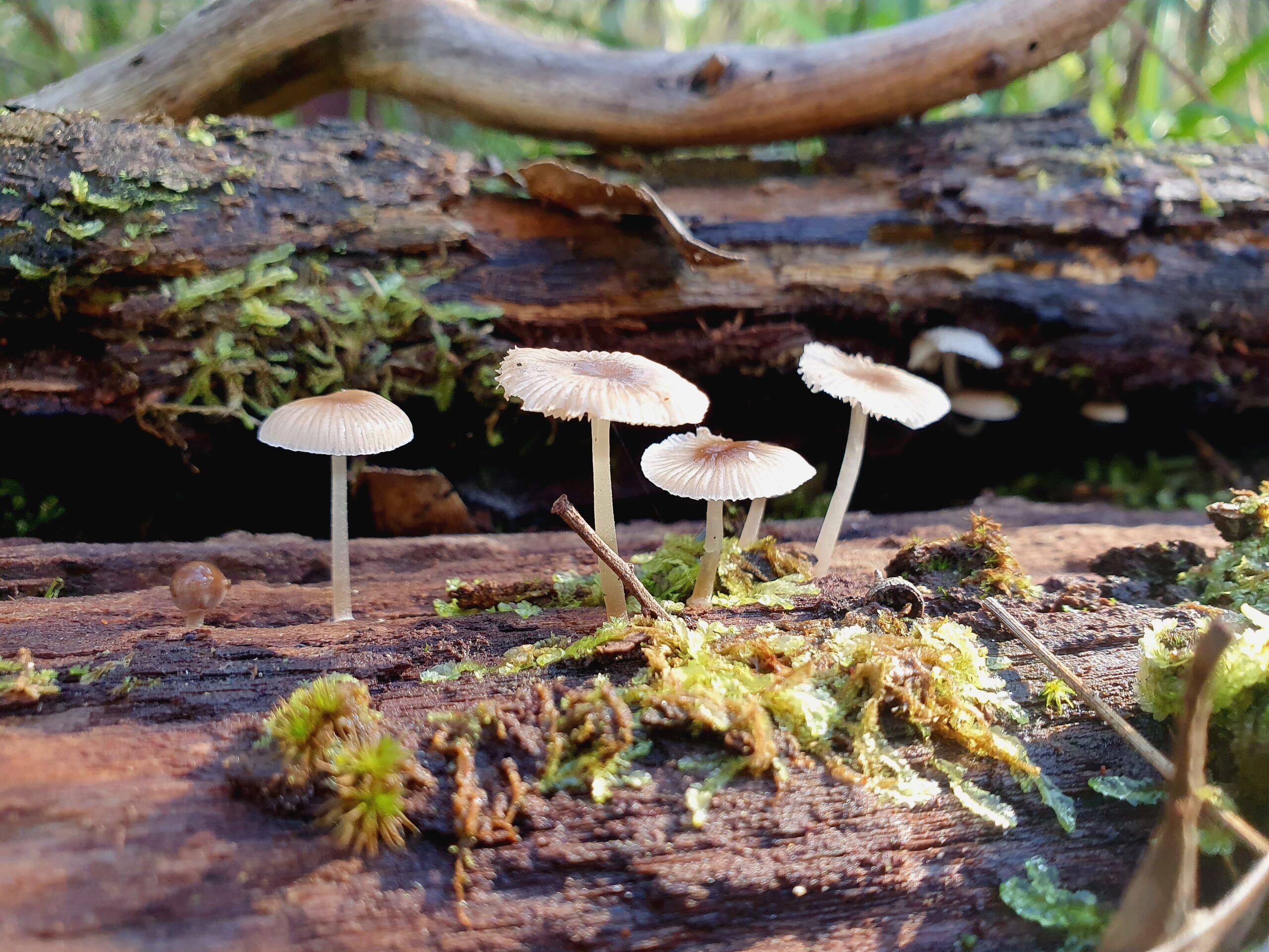 Bioluminescent Mushroom (Mycena chlorophos)