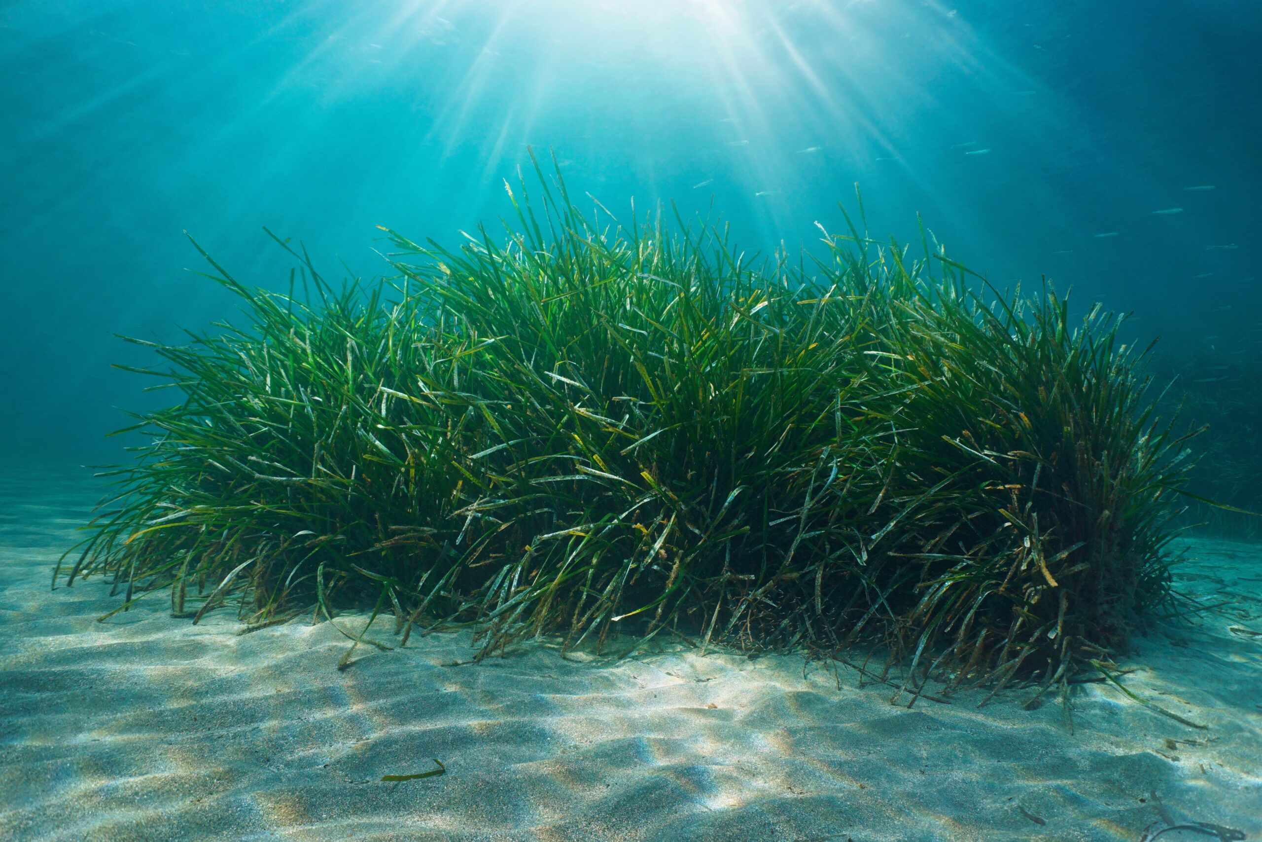 Neptune Grass (Posidonia oceanica)