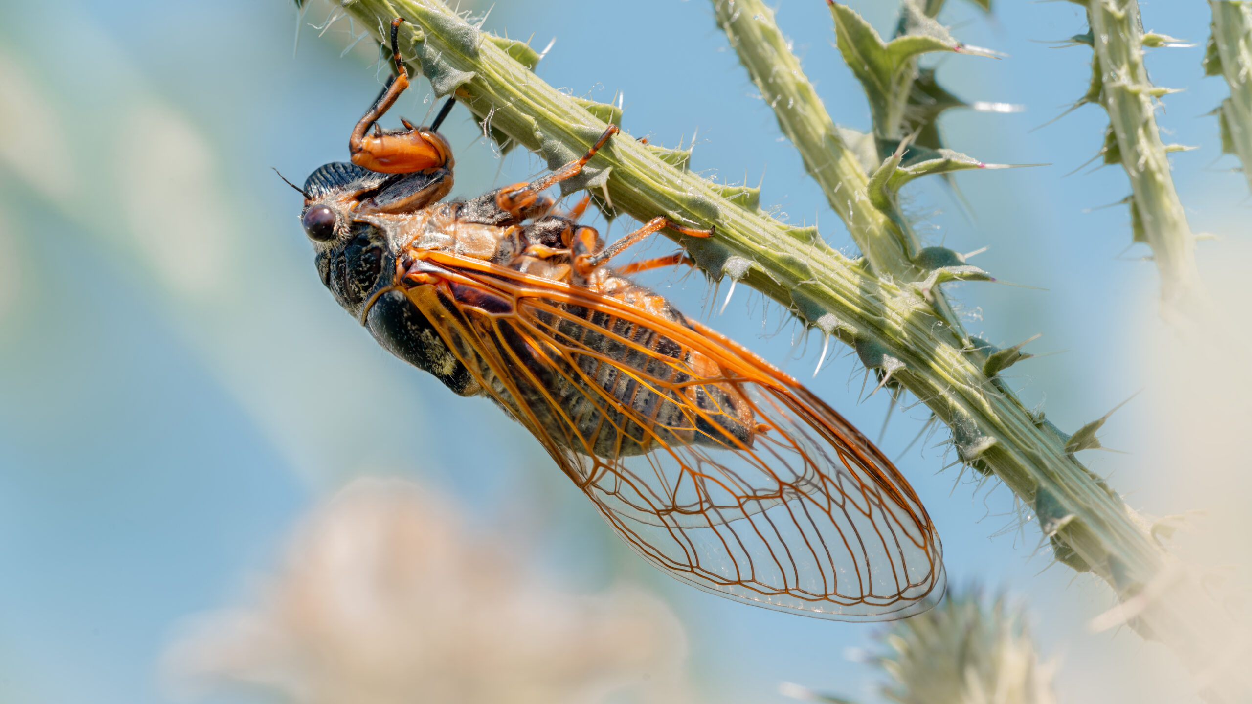 New Forest Cicada