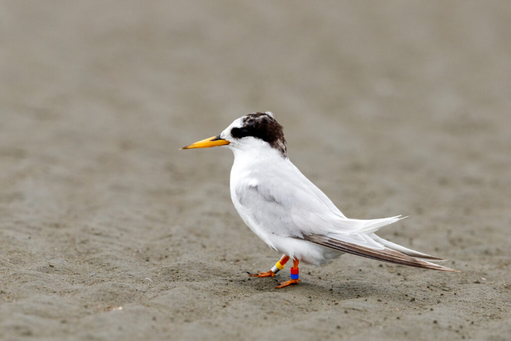 New Zealand Fairy Tern