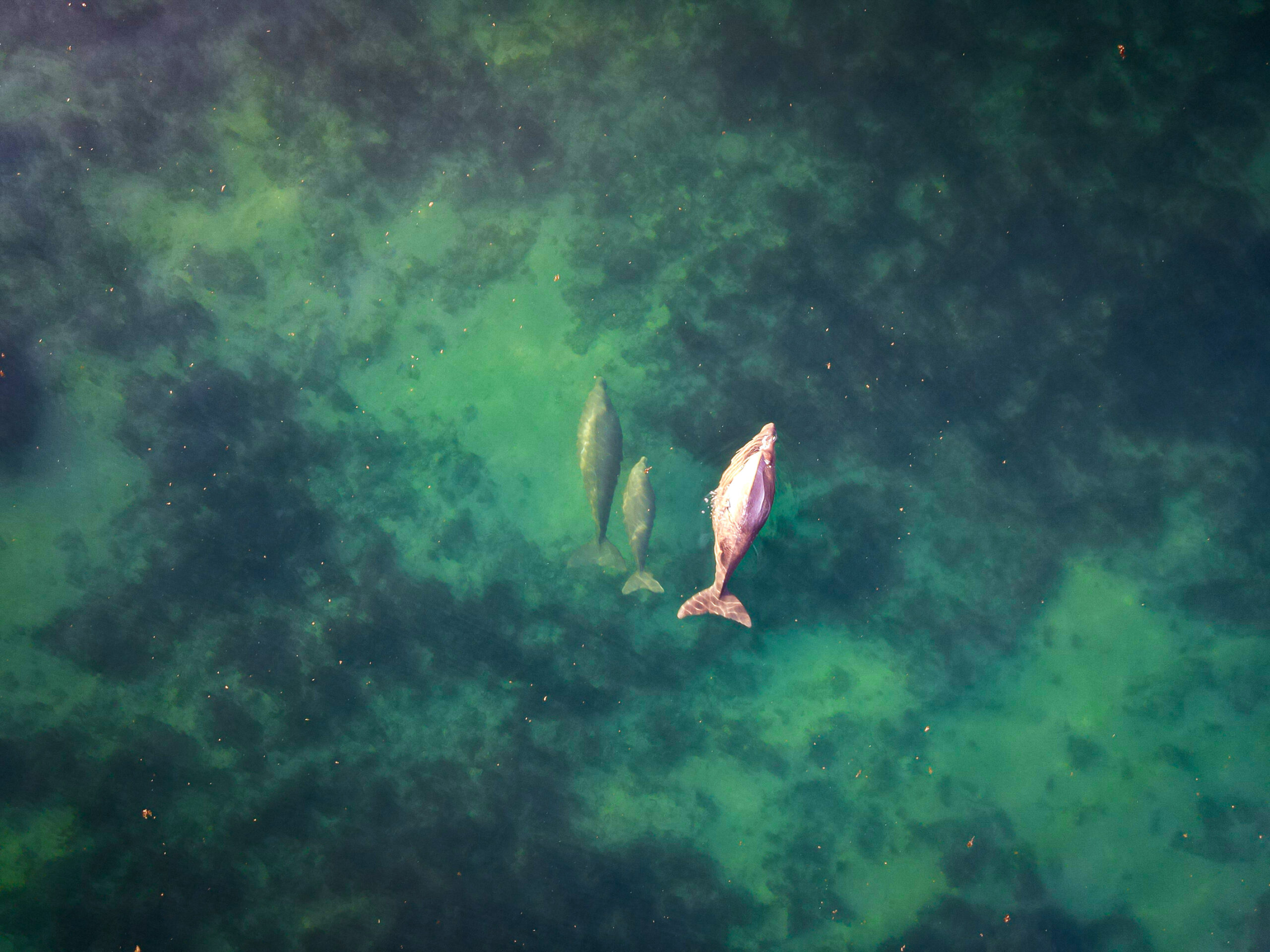 Ningaloo Reef, Australia