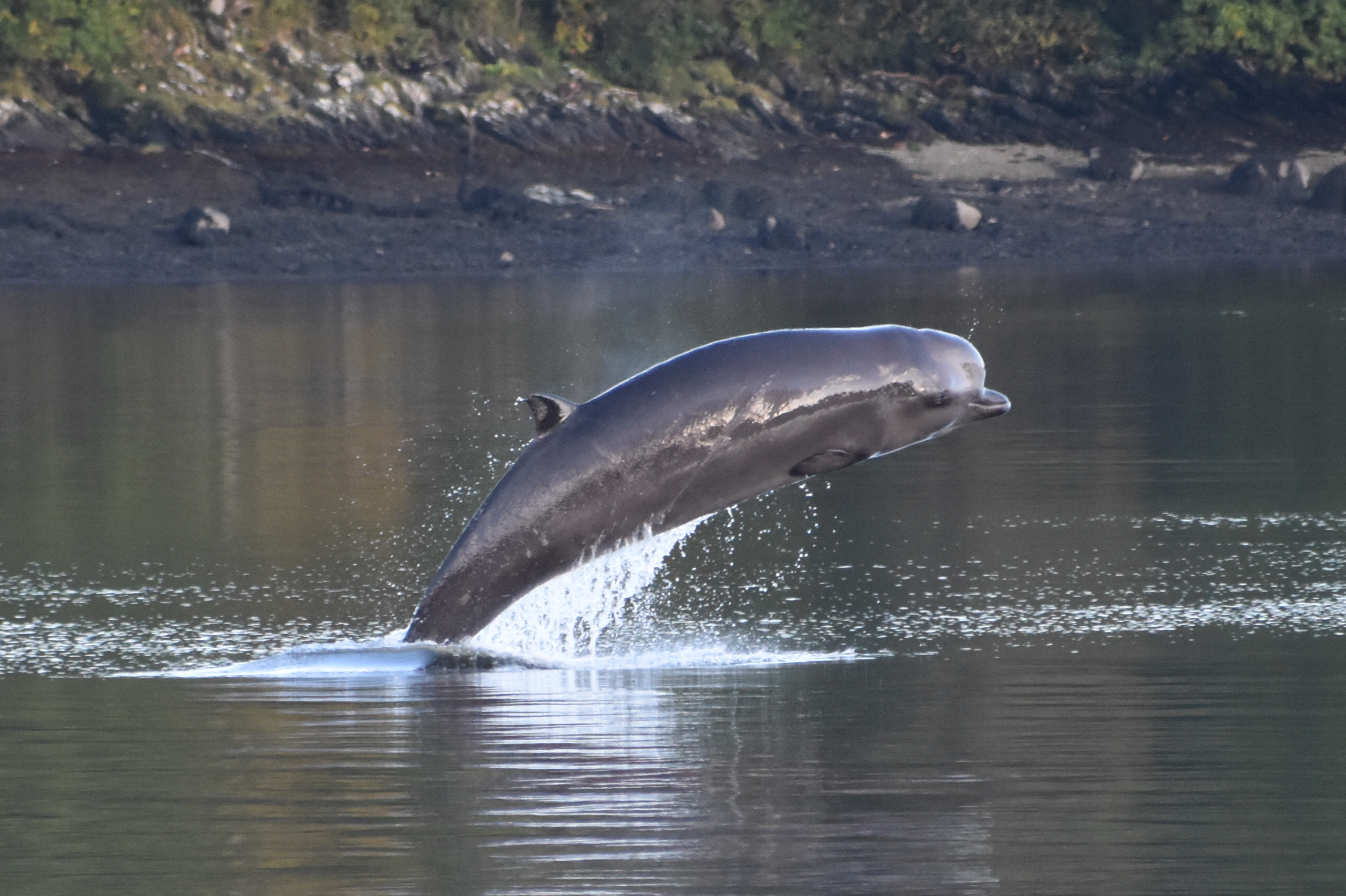 Northern Bottlenose Whale