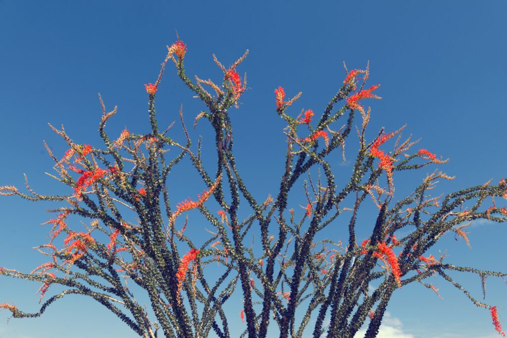 Ocotillo