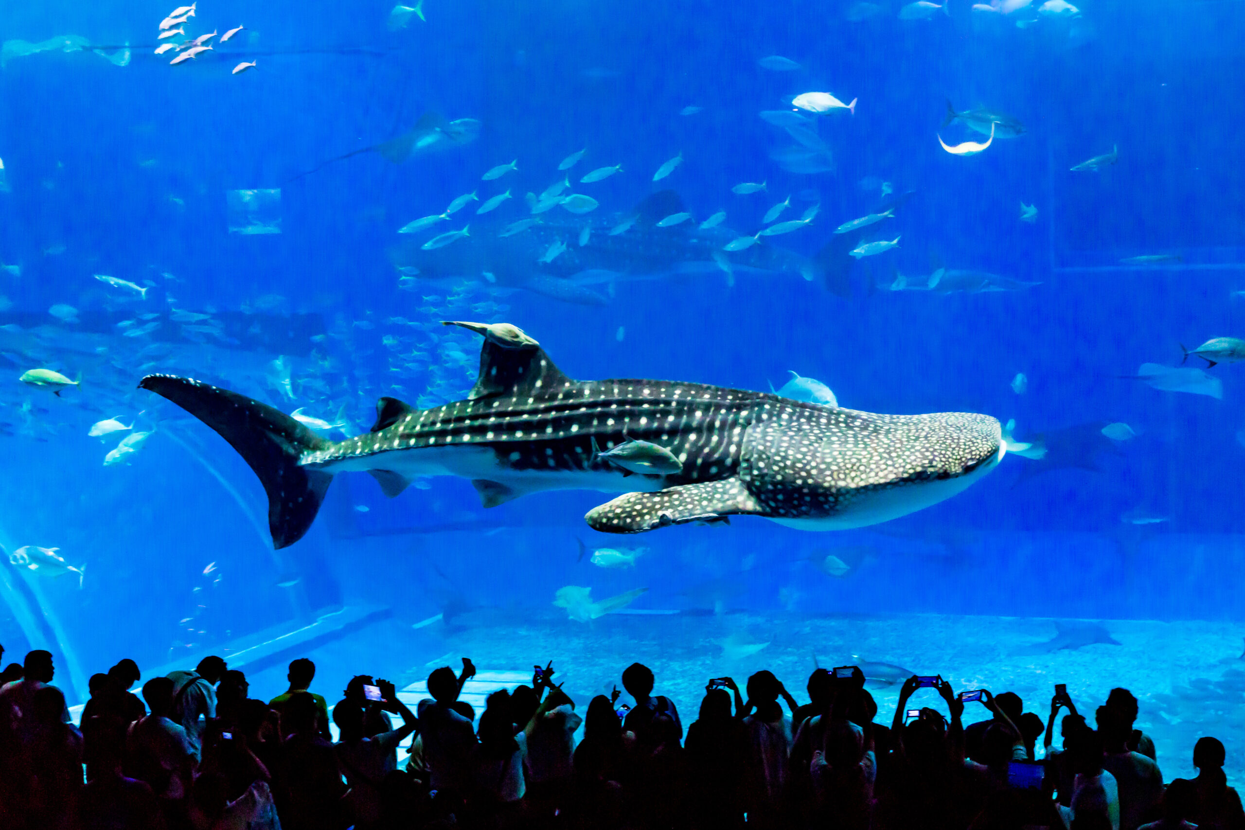 Okinawa Churaumi Aquarium, Japan