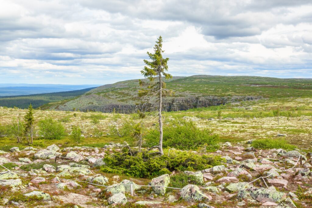 Old Tjikko – Norway Spruce, Sweden