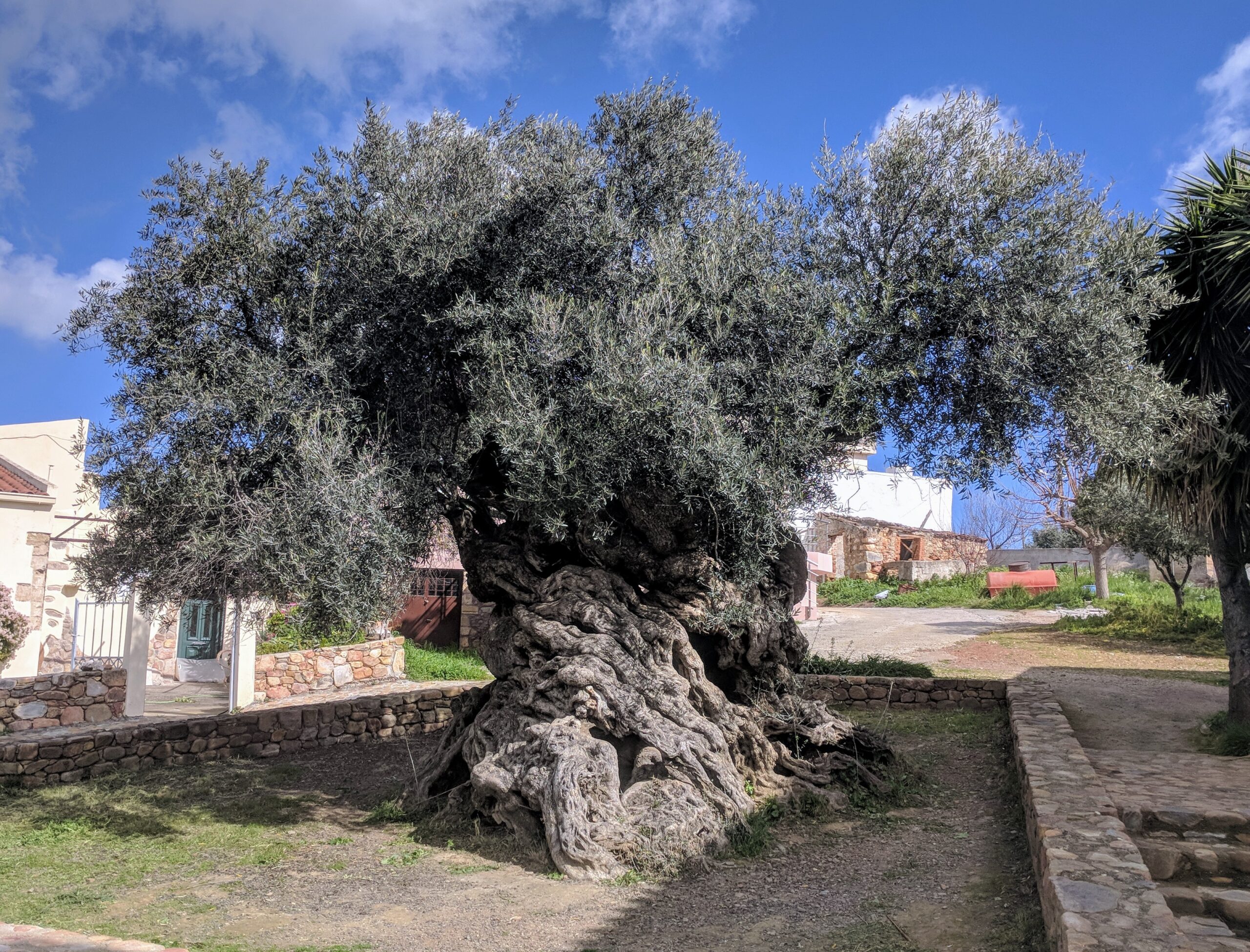 Olive Tree of Vouves – Olive Tree, Greece