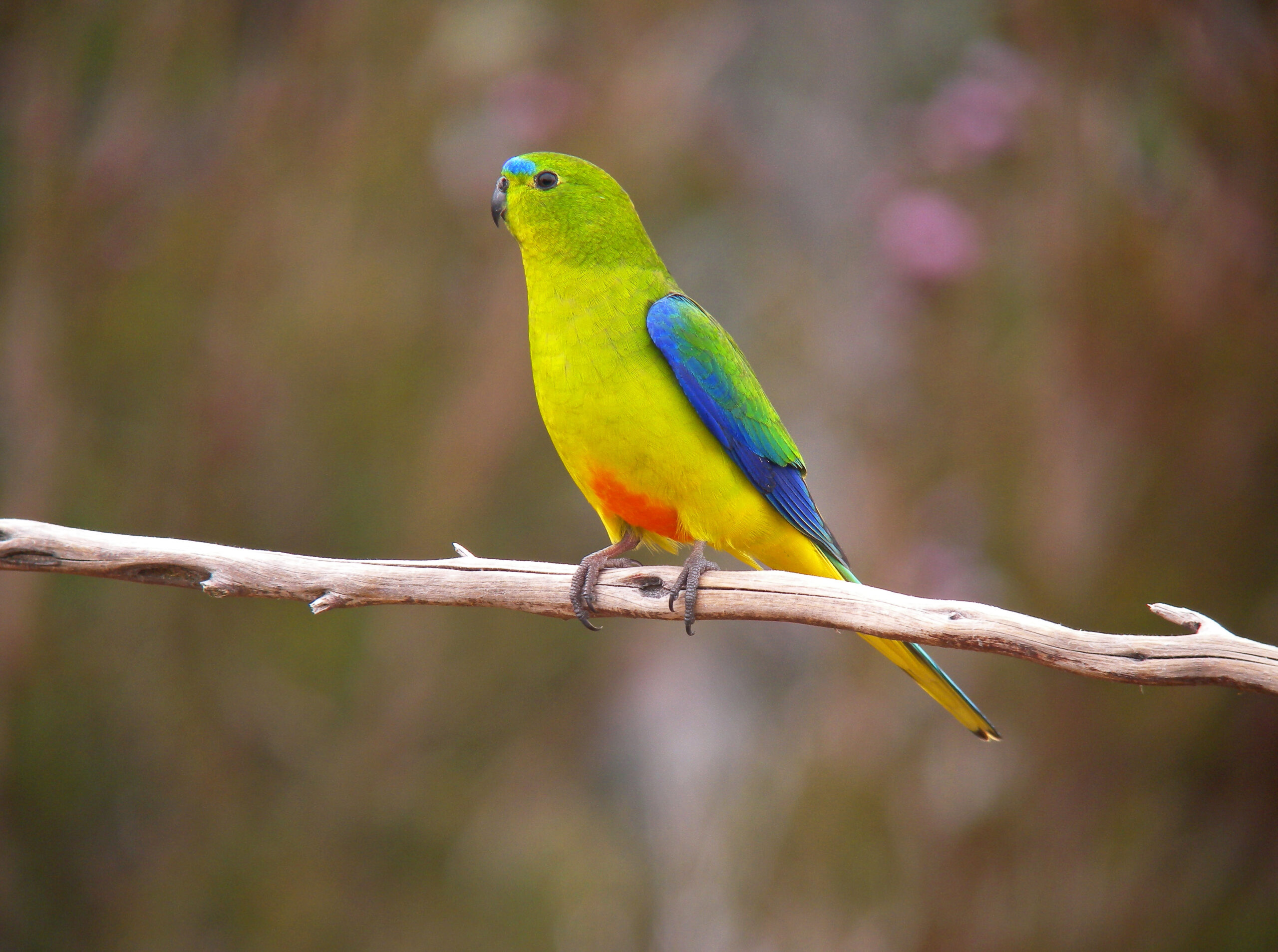 Orange-bellied Parrot