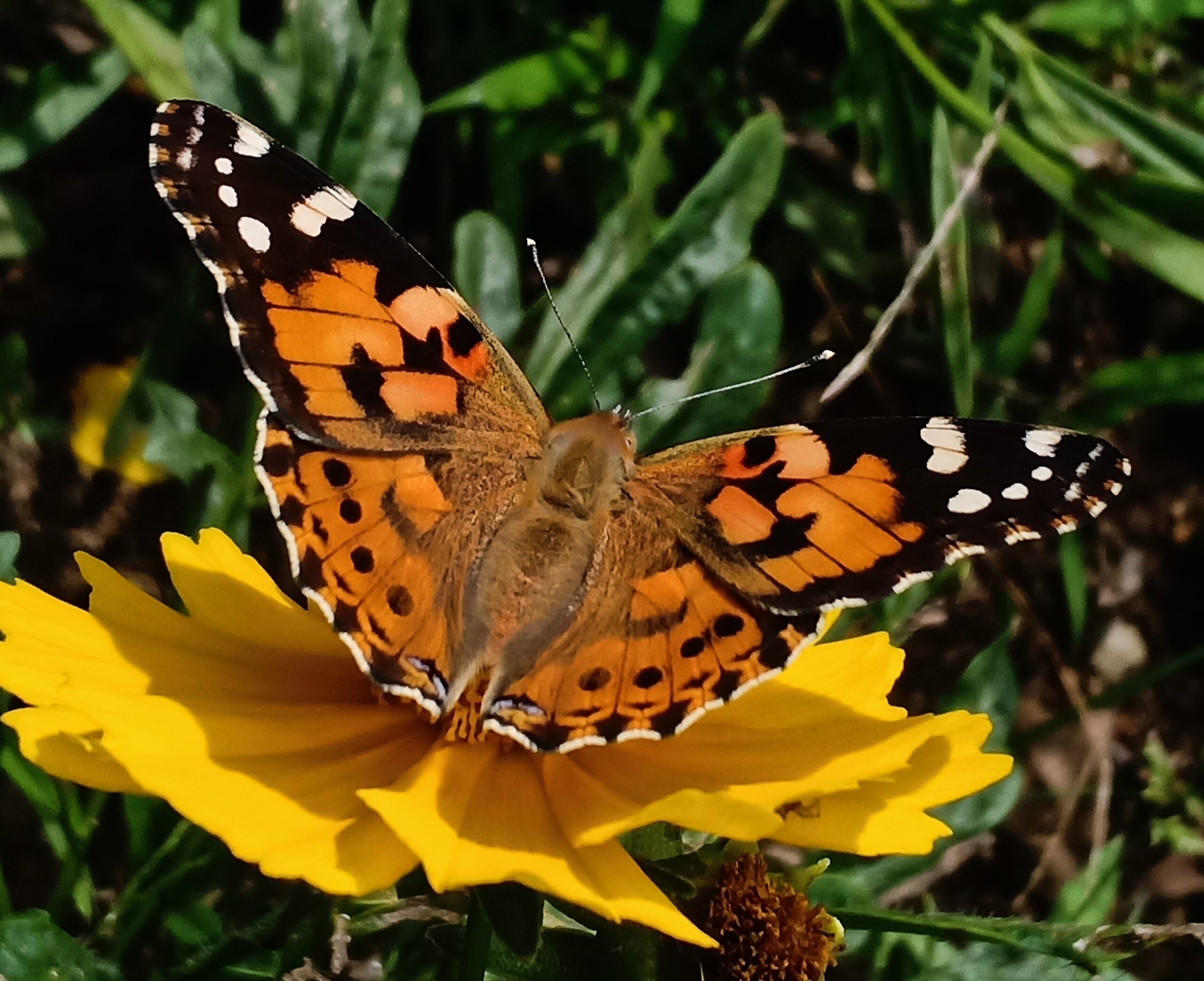 Painted Lady Butterfly (Vanessa cardui)