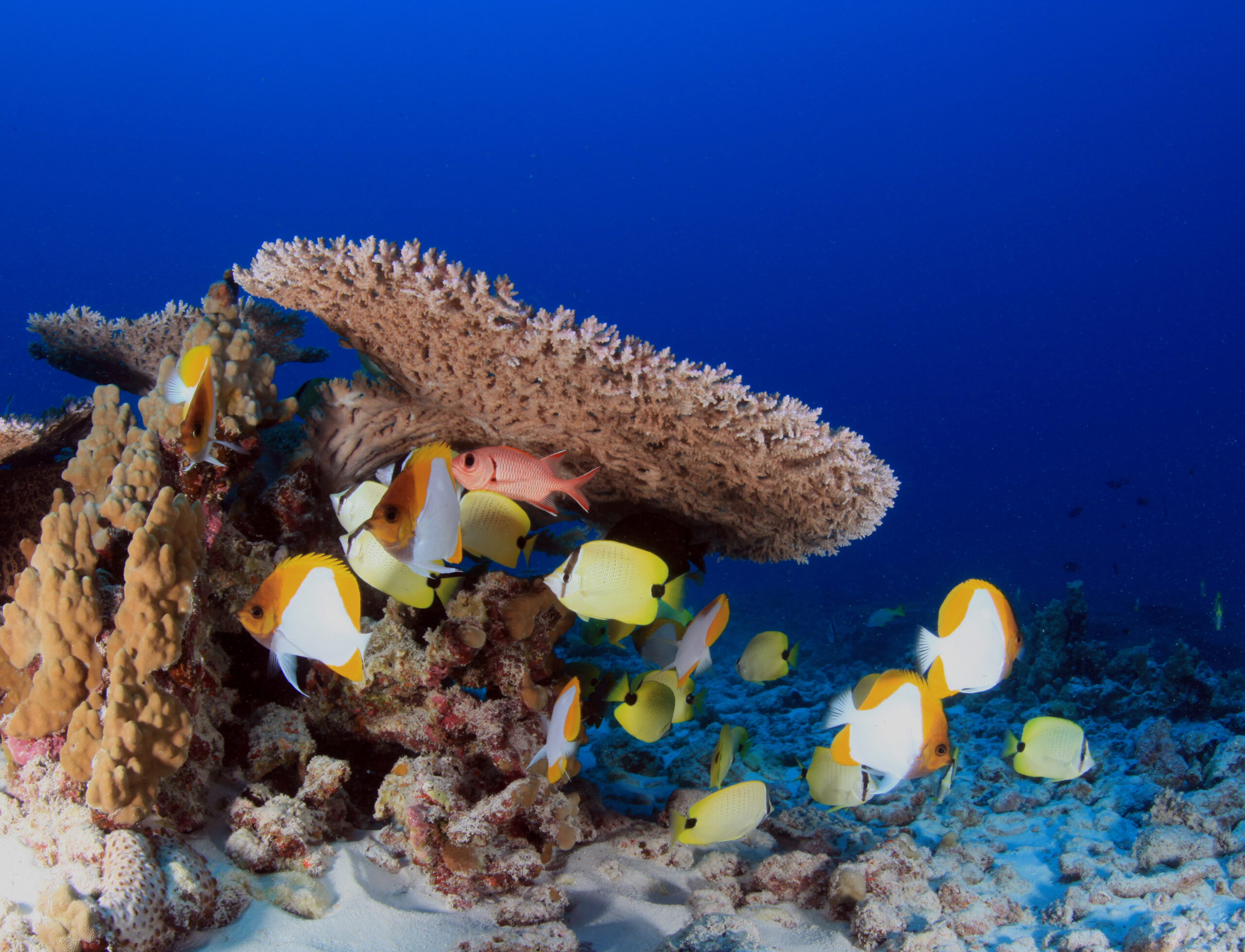 Papahānaumokuākea Marine National Monument, USA