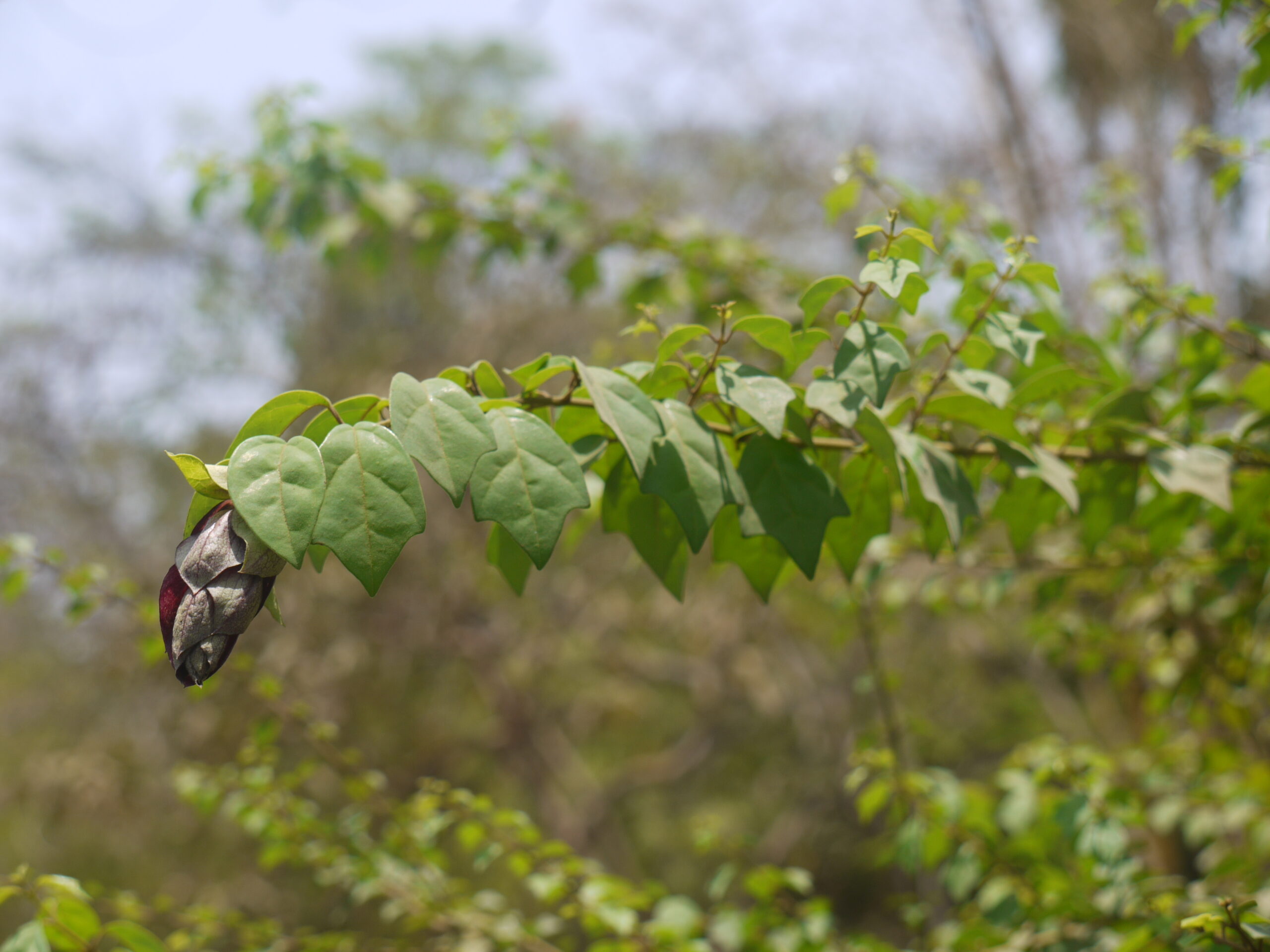 Parrot’s Beak