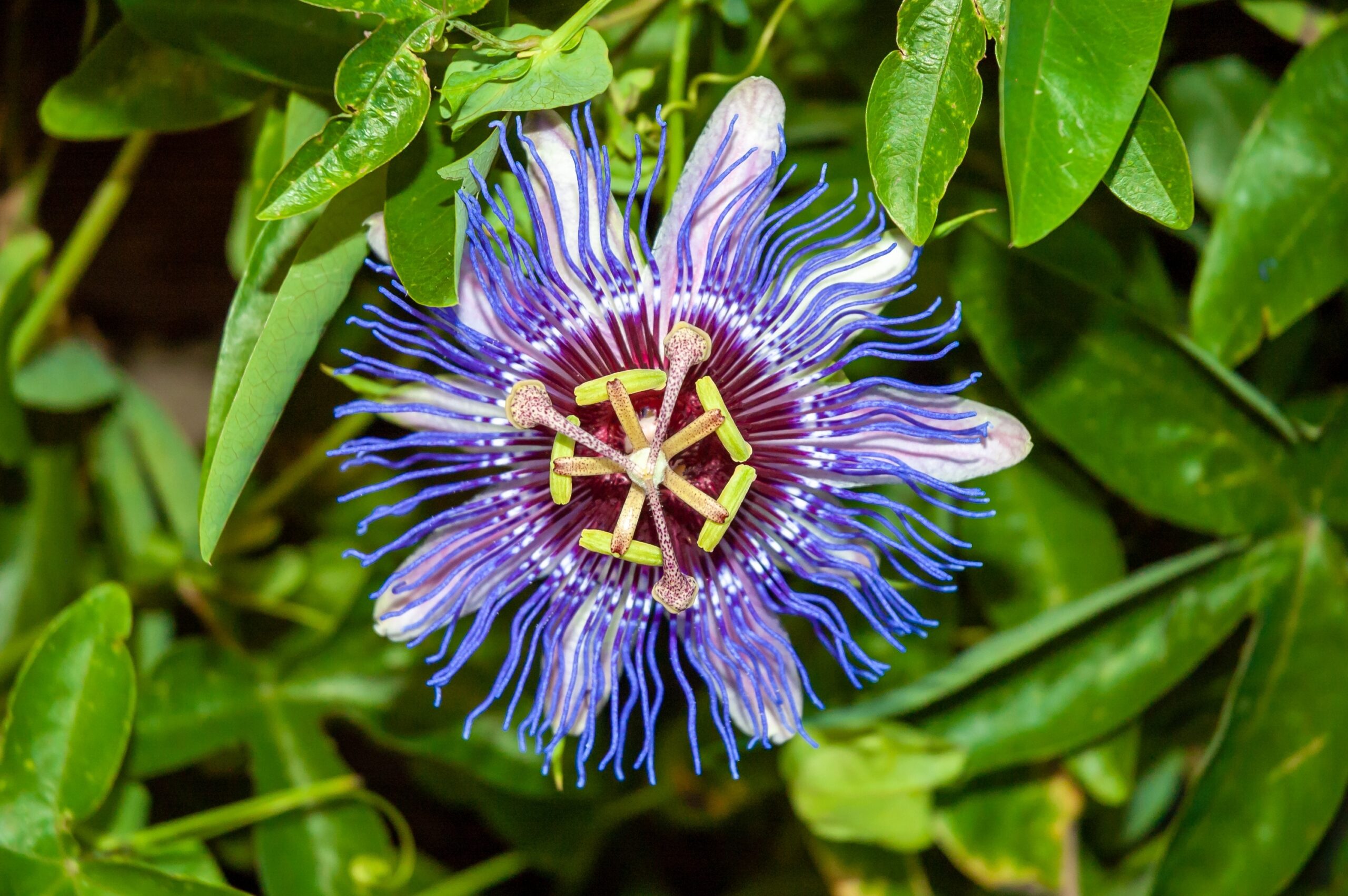 Passionflower (Passiflora spp.)