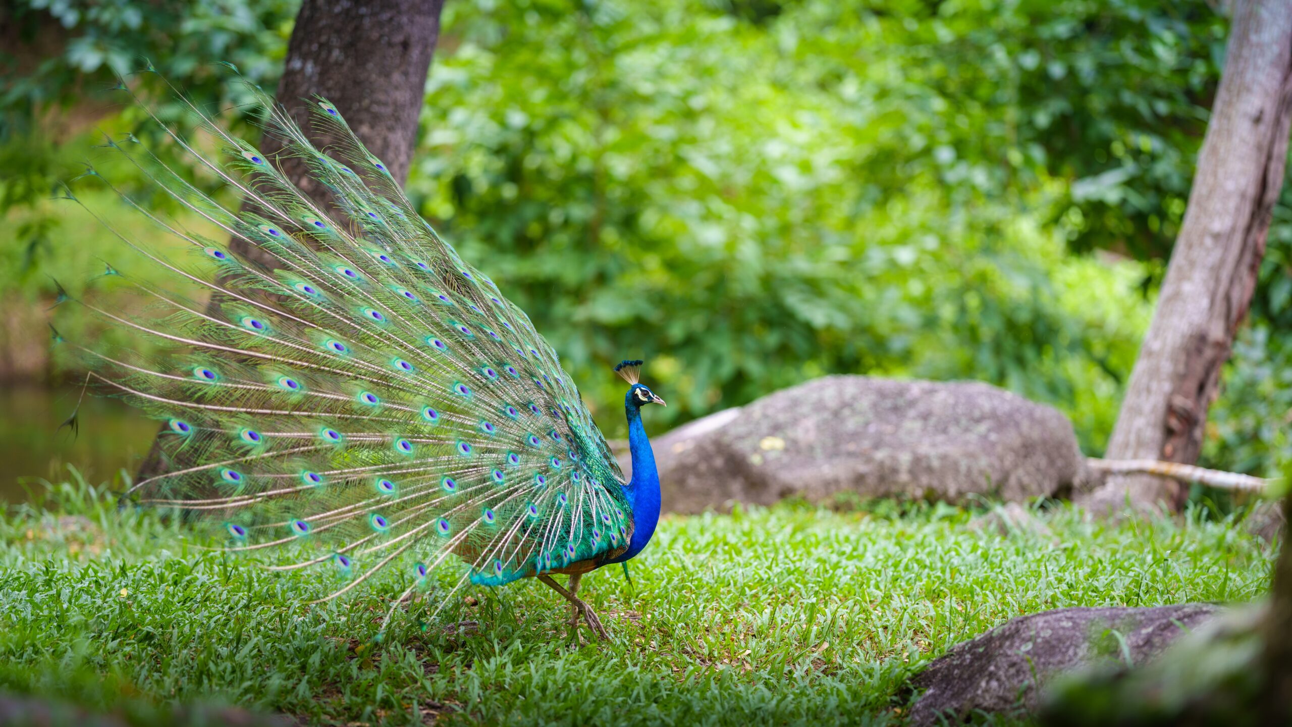 Peafowl