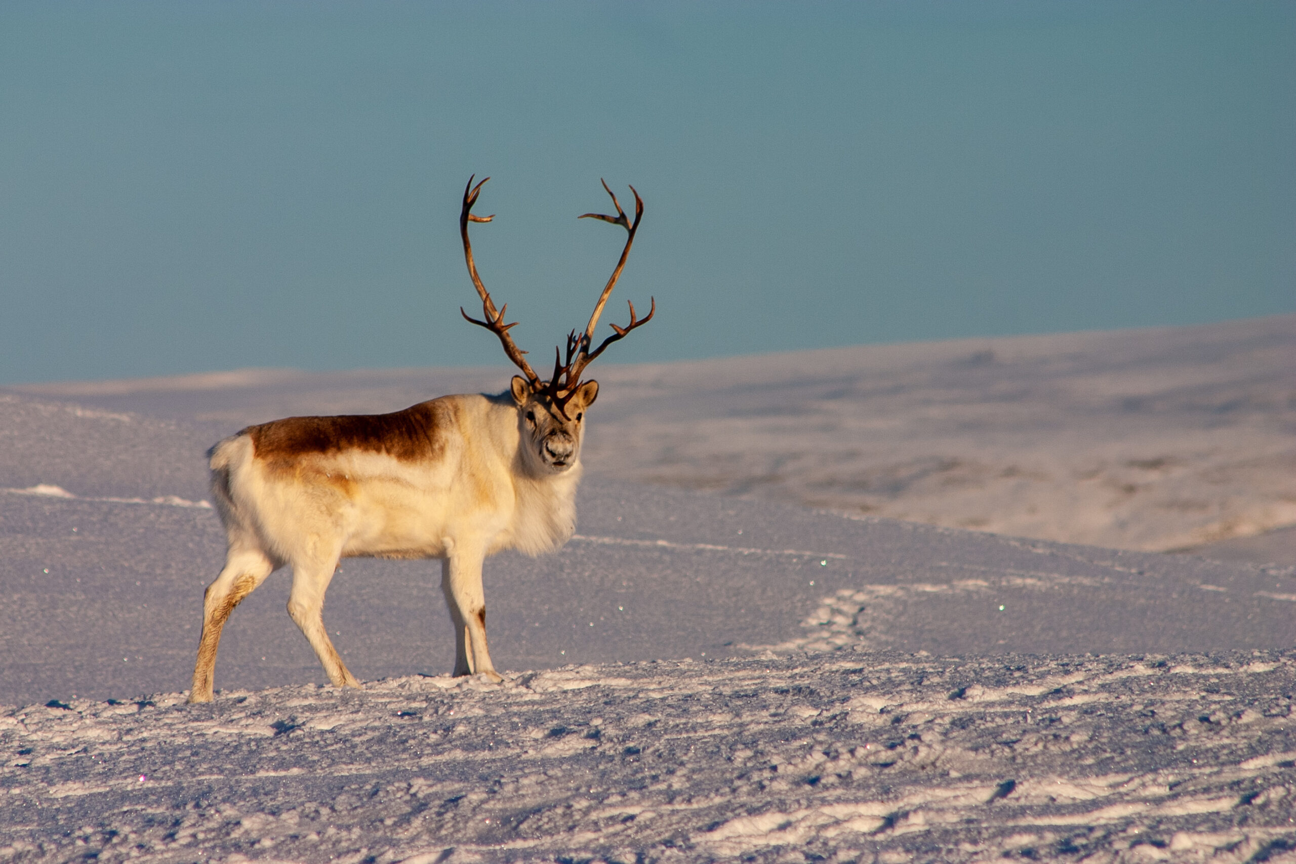 Peary Caribou