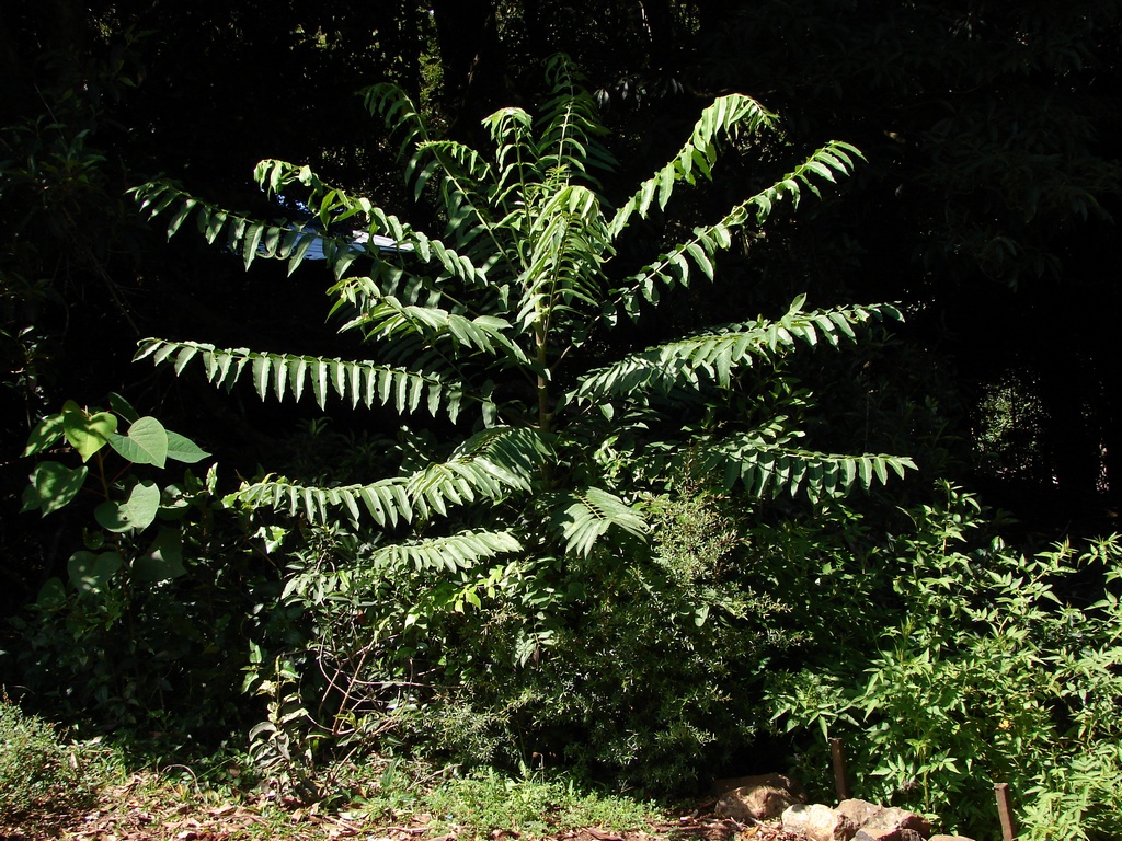 Pencil Cedar (Juniperus procera)