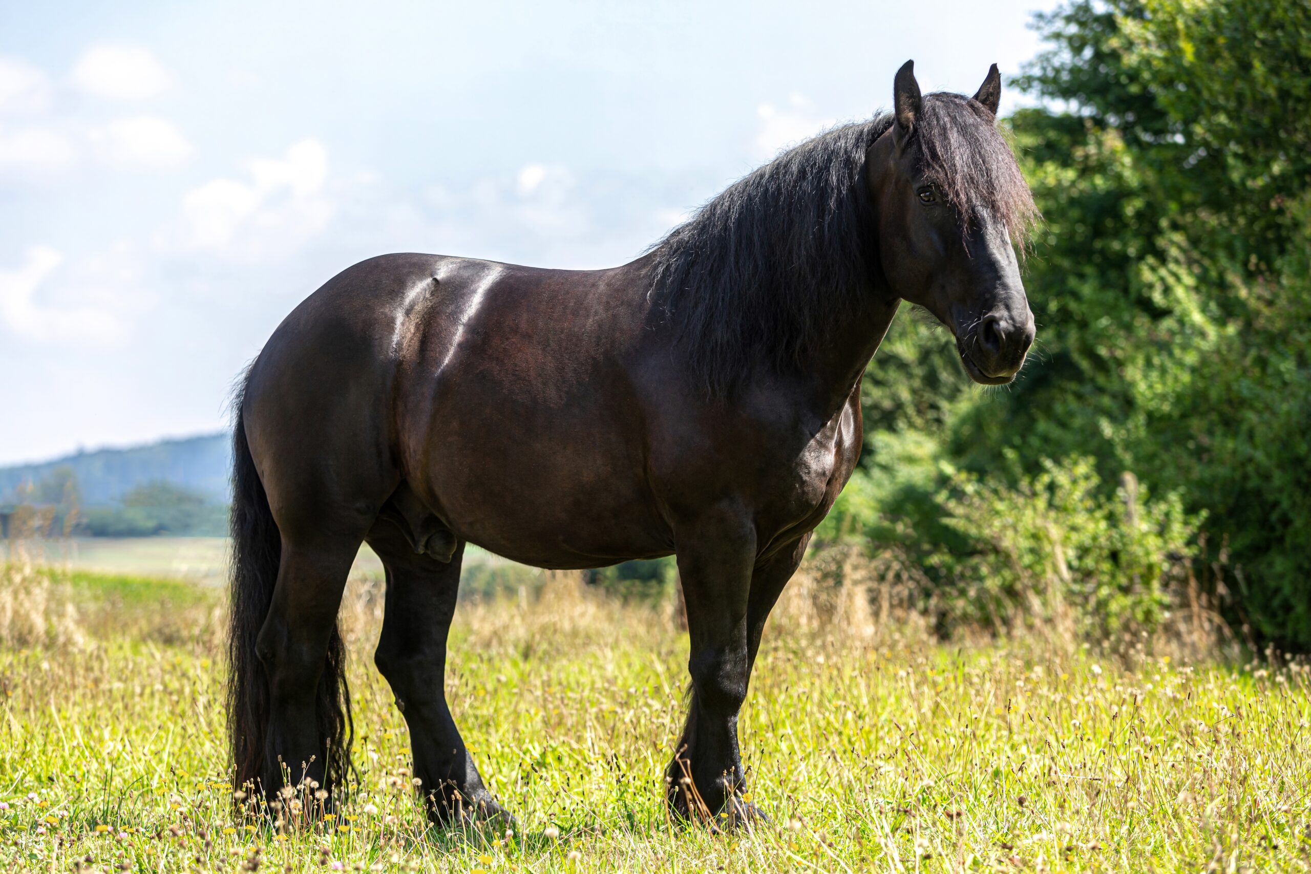 Percheron