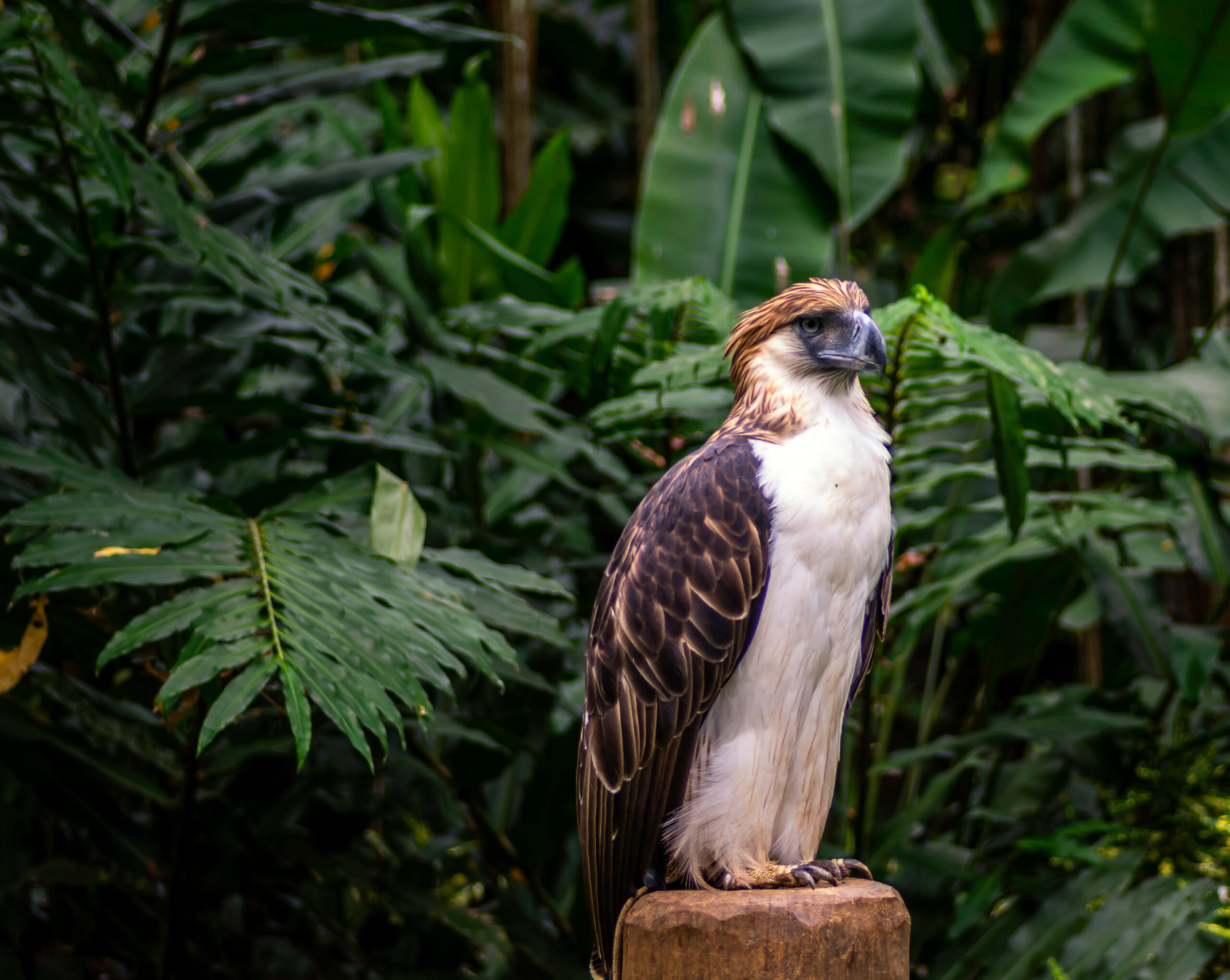 Philippine Eagle