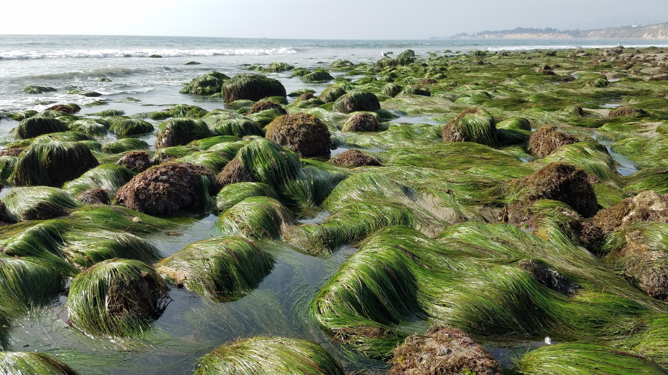 Phyllospadix (Surfgrass)