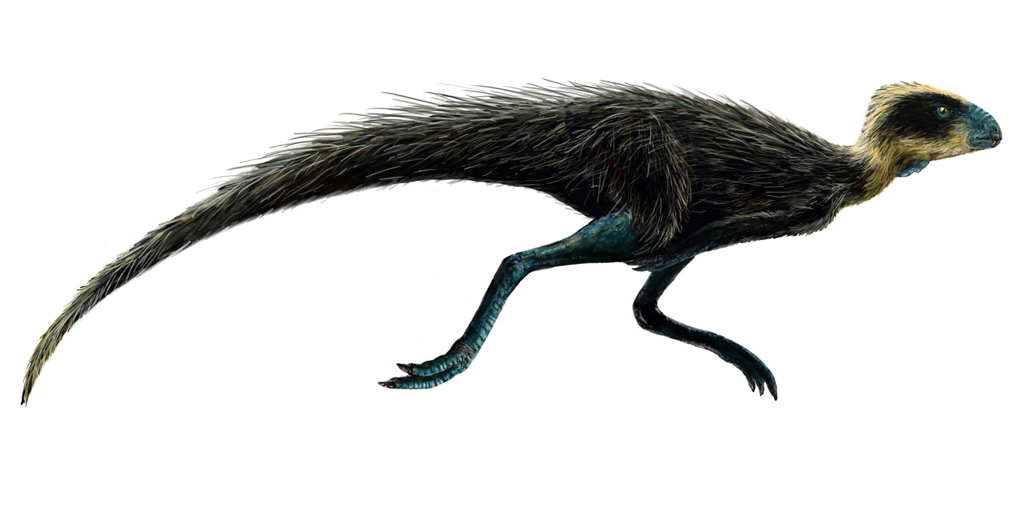 Pisanosaurus