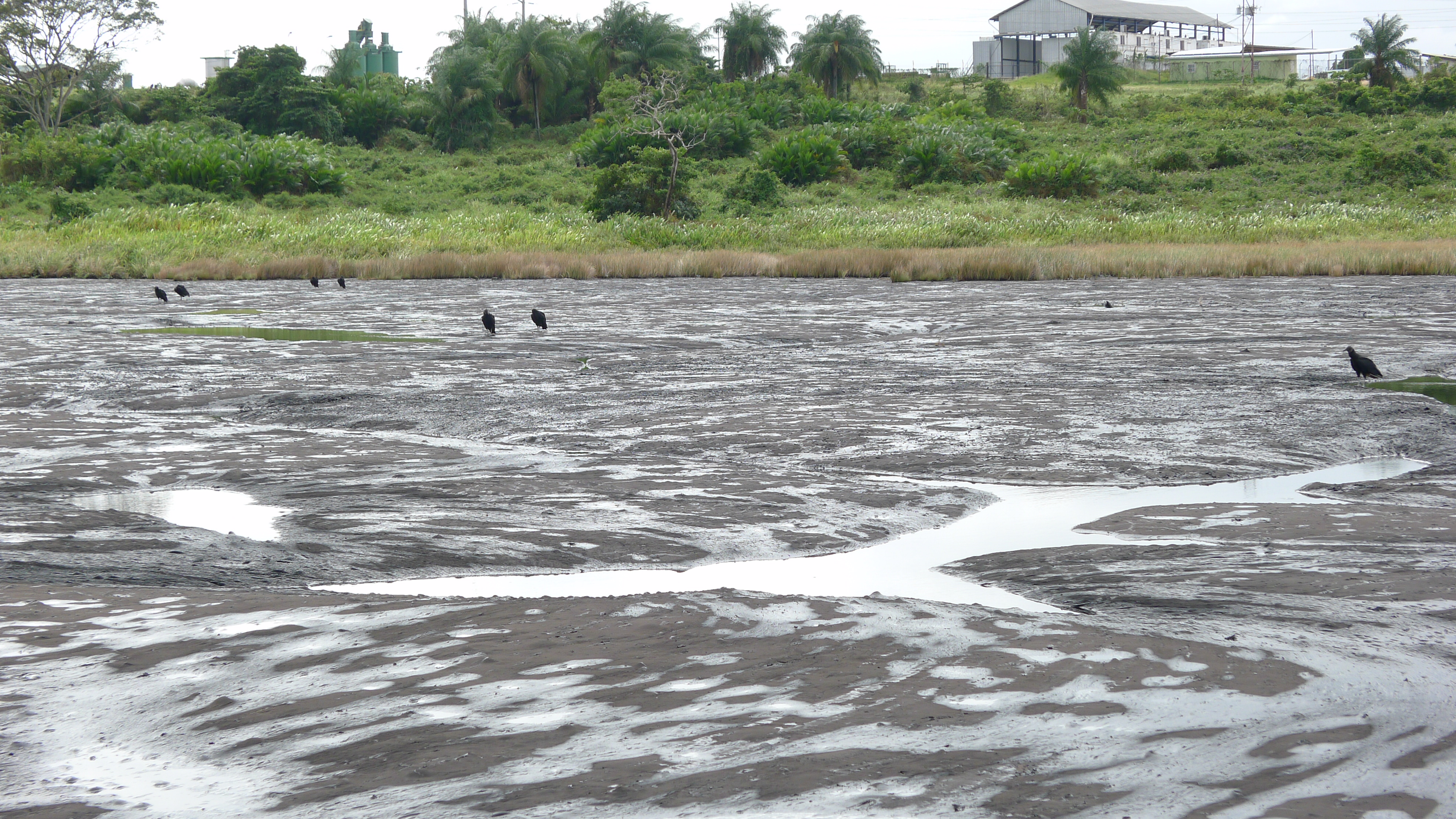 Pitch Lake, Trinidad (Largest Natural Asphalt Lake)