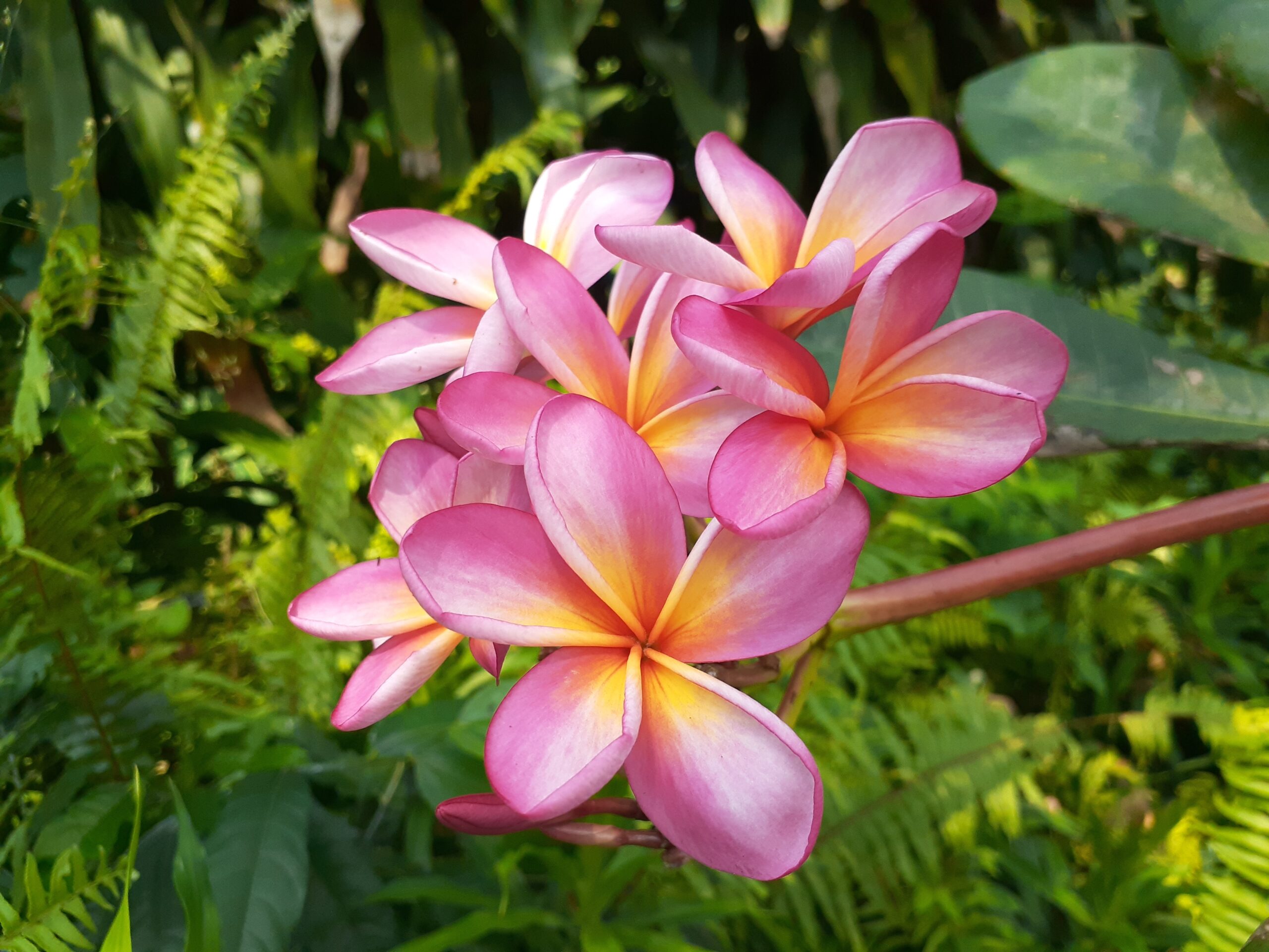 Plumeria