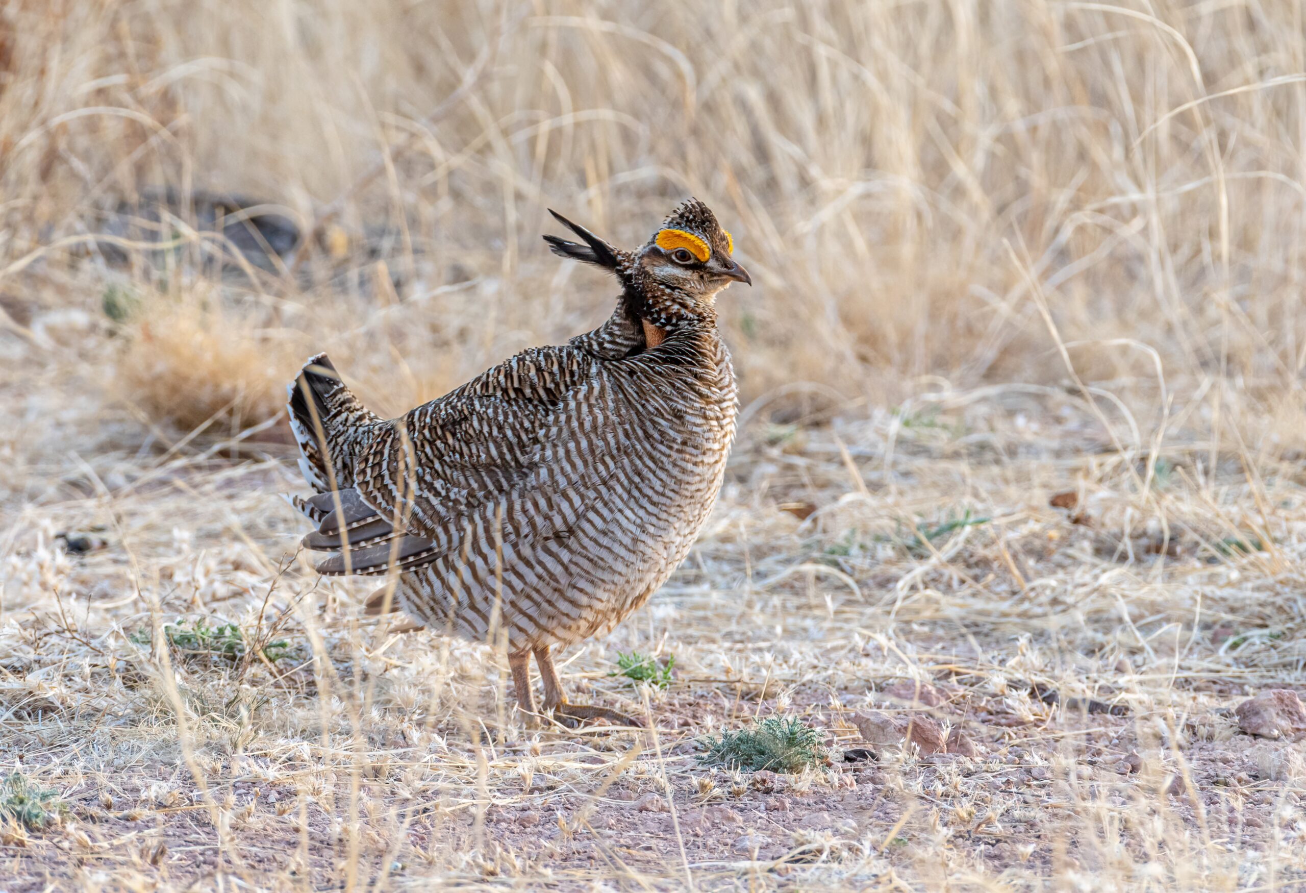 Prairie Chicken