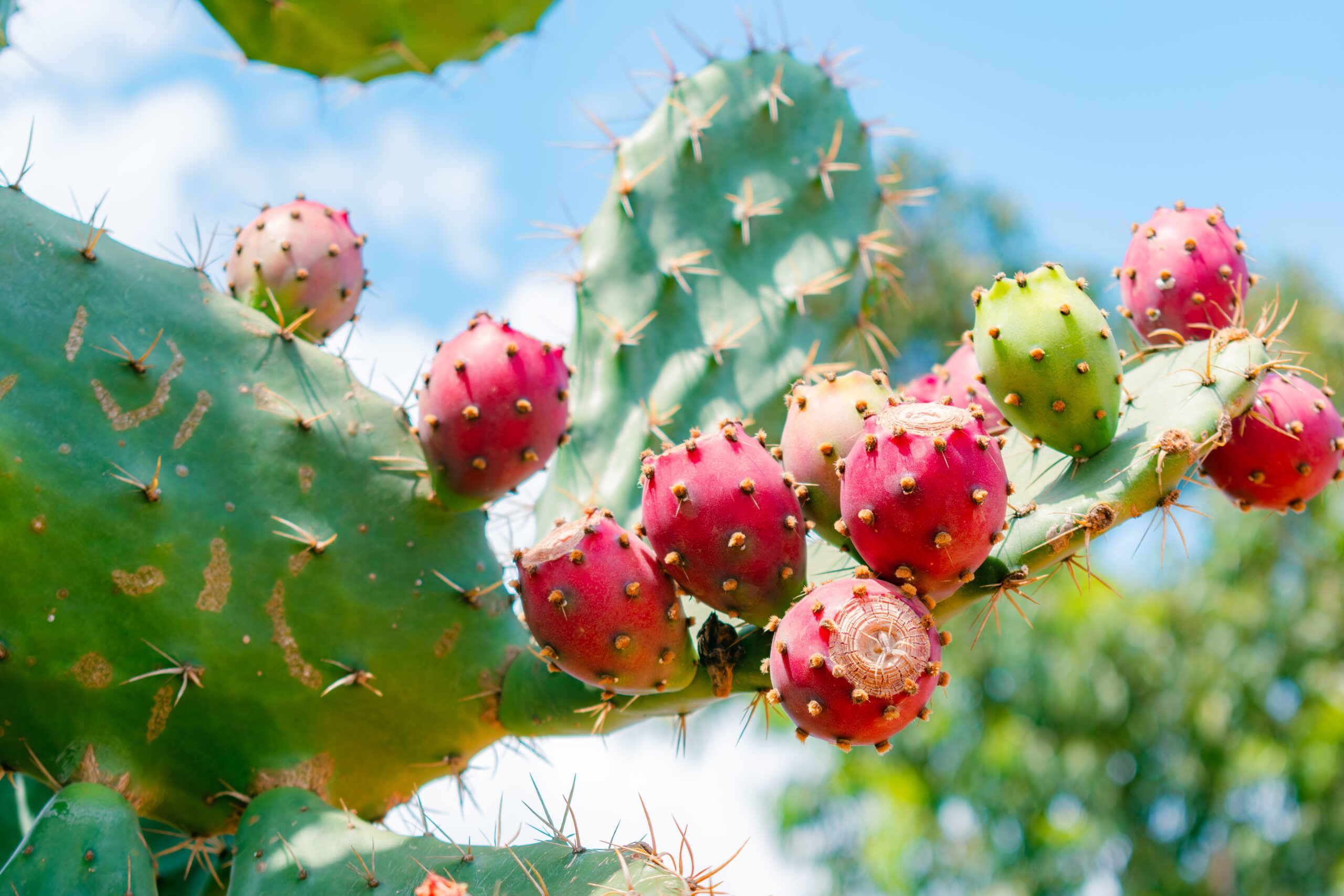 Prickly Pear Cactus