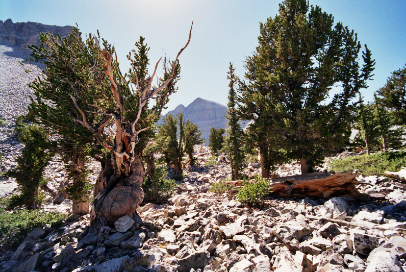 Prometheus – Great Basin Bristlecone Pine, USA (deceased)