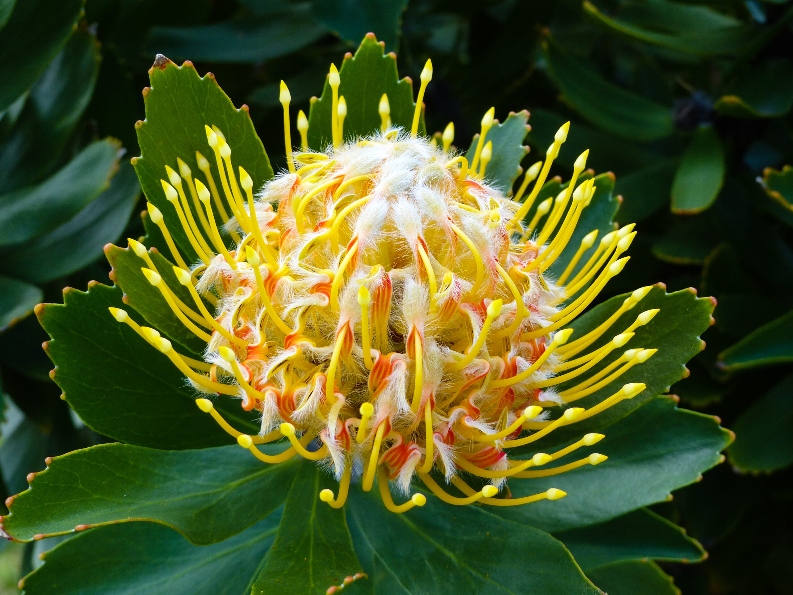 Protea (Protea spp.)